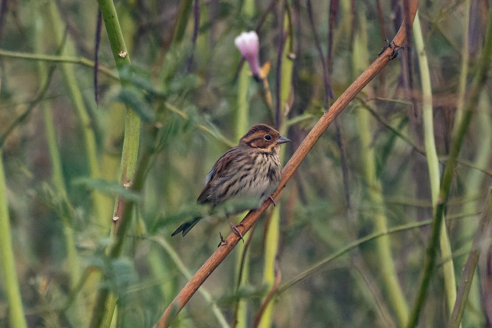 Strnádka malá (Emberiza pusilla)
