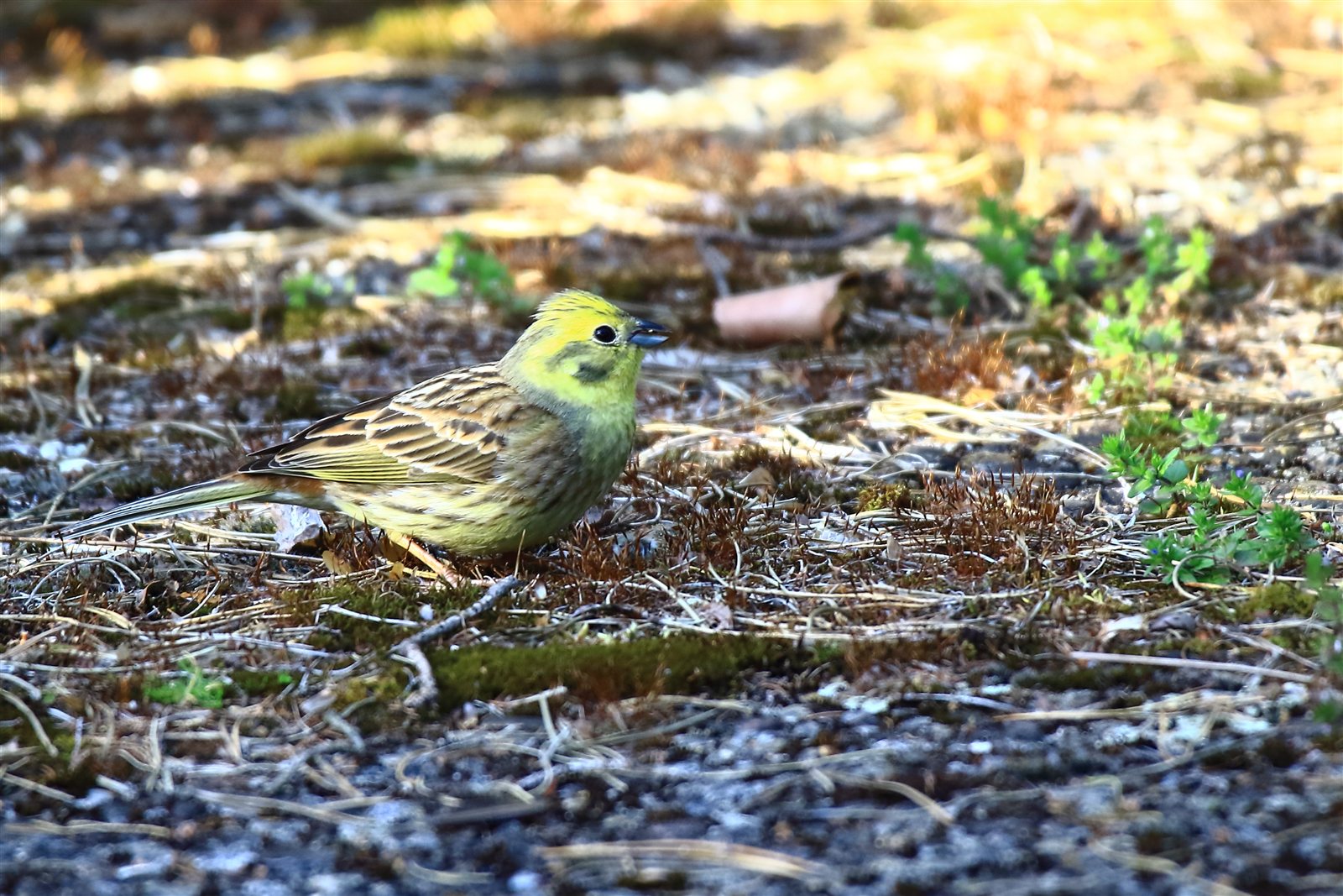 Strnádka obyčajná — dospelý samec v prirodzenom biotope, Biosphärenreservat Niedersächsische Elbtalaue Nemecko máj 2020, foto Helmut Kindler CC BY-SA 4.0