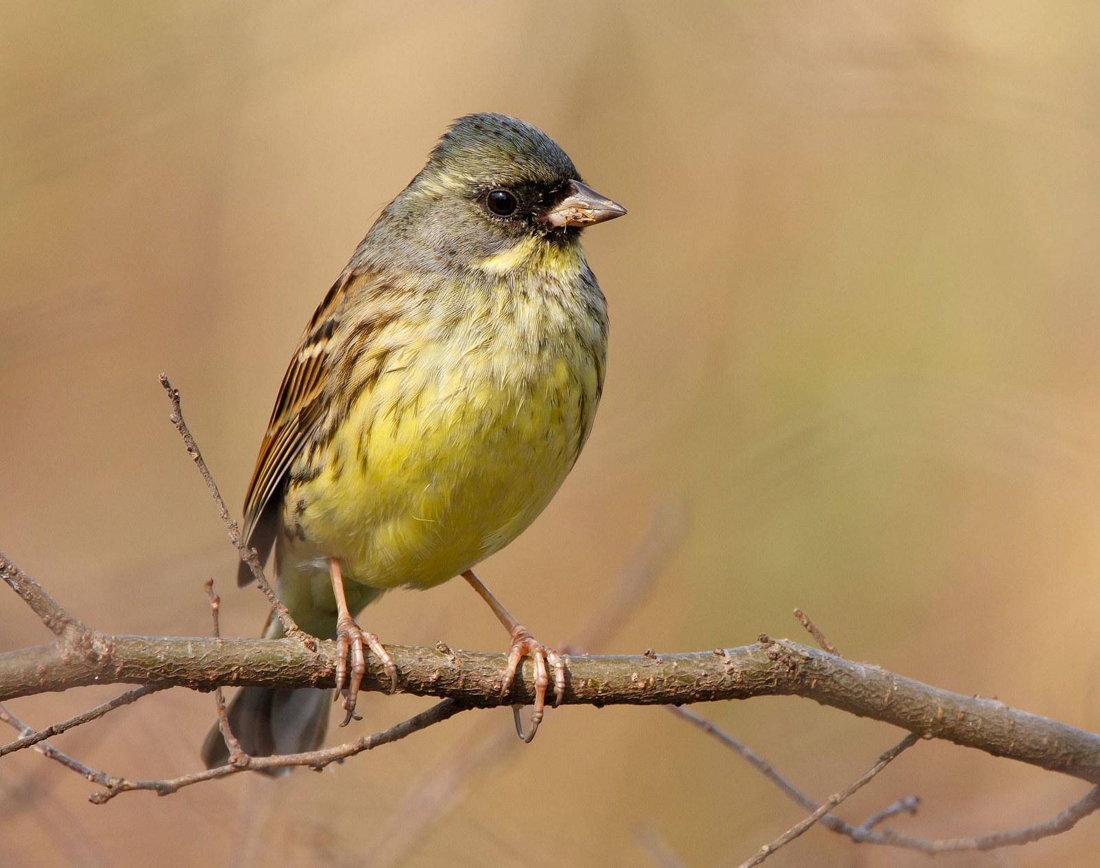 Strnádka olivová (Emberiza spodocephala)