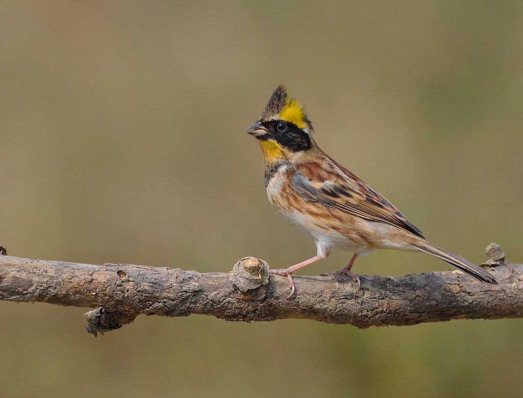 Strnádka pestrá (Emberiza elegans)