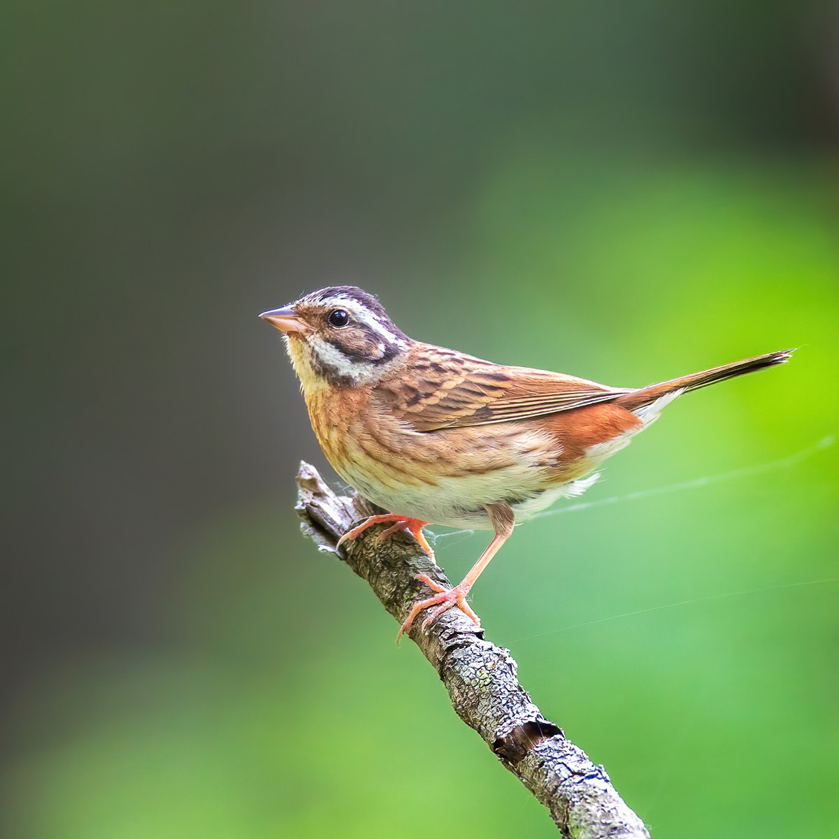 Strnádka tajgová (Emberiza tristrami)