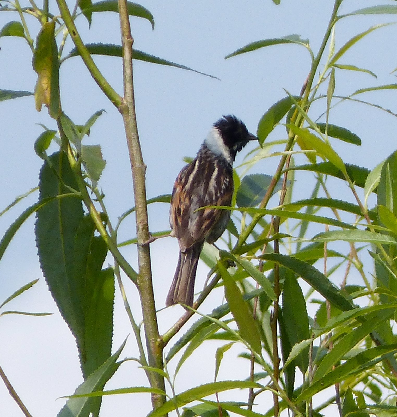 Strnádka trstinová — samec na vrchole rákosovej steblej (Phragmites australis) v typickej spevávacej pozícii, krátky monotónny spev „tsick-tsick-tississi" 3–5 s z exponovanej pozície