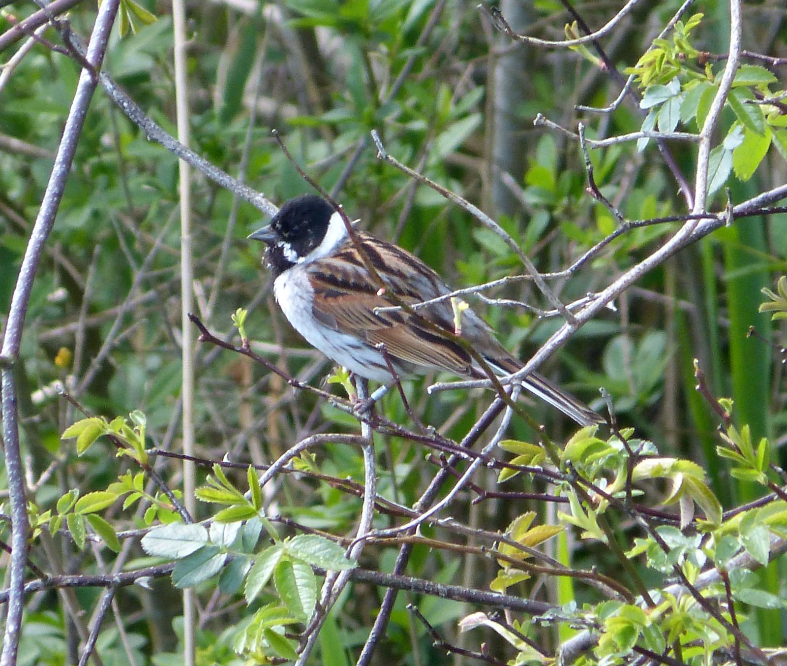 Strnádka trstinová (Reed Bunting) — samica s hnedostriated hlavou, svetlým superciliom a tmavým chvostovým pruhom cez líce, na okraji rákosovej porasty, klasický biotop mokradí
