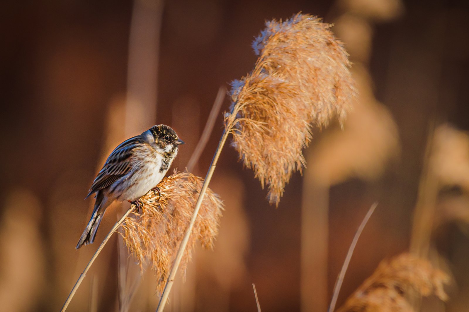 Strnádka trstinová (Rohrammer) — samec v hniezdnom plumáži v typickom biotope mokrade s rákosím (Phragmites australis) a ostricami (Carex), klasický nížinný druh do 600 m n. m.