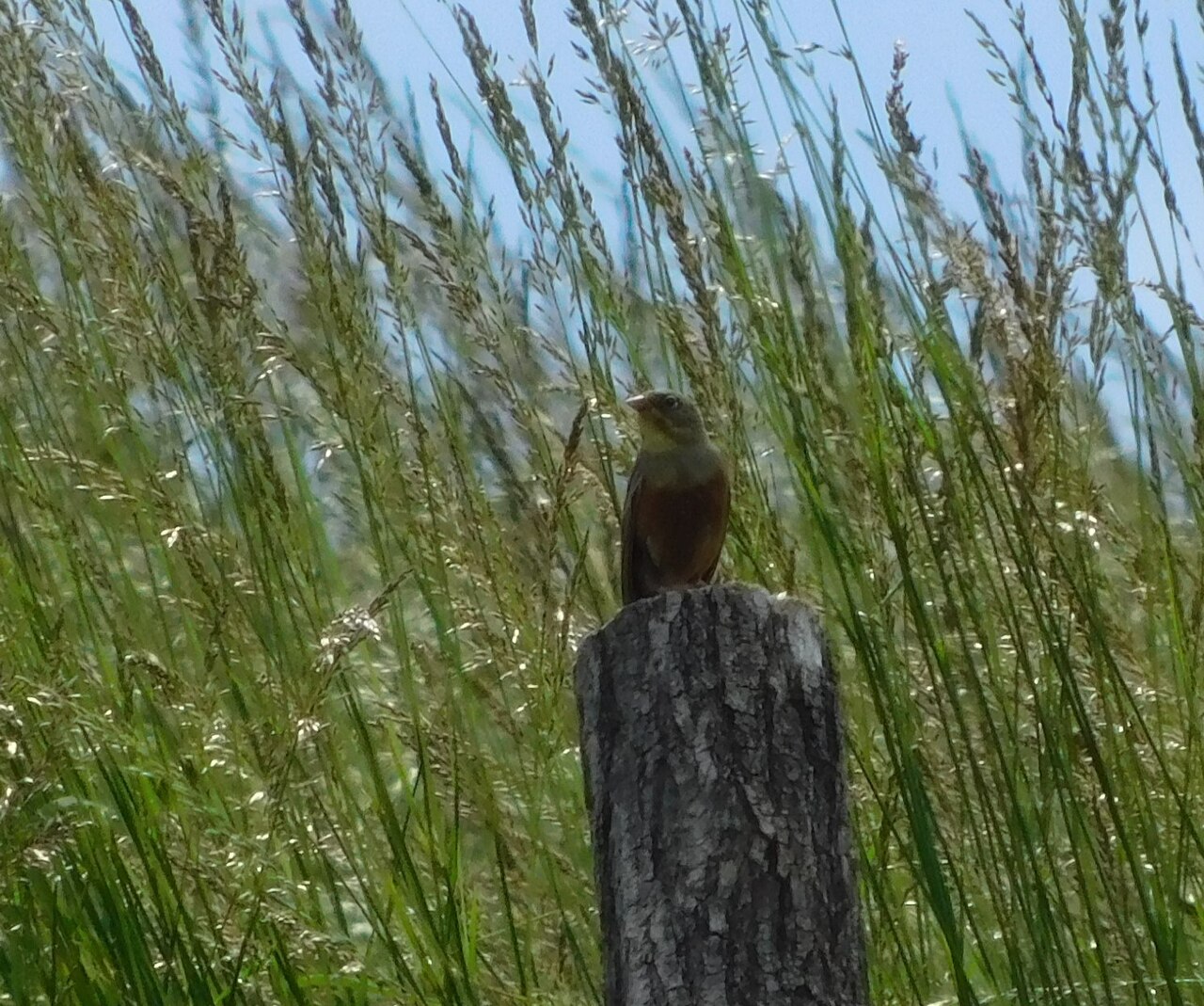 Strnádka záhradná samec — pohľad zboku, Kopaonik NP, Srbsko