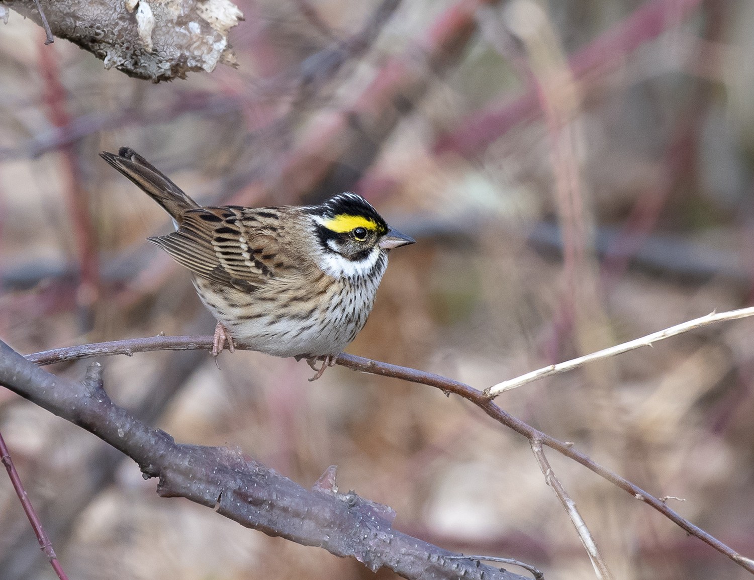 Strnádka zlatobrvá (Emberiza chrysophrys)