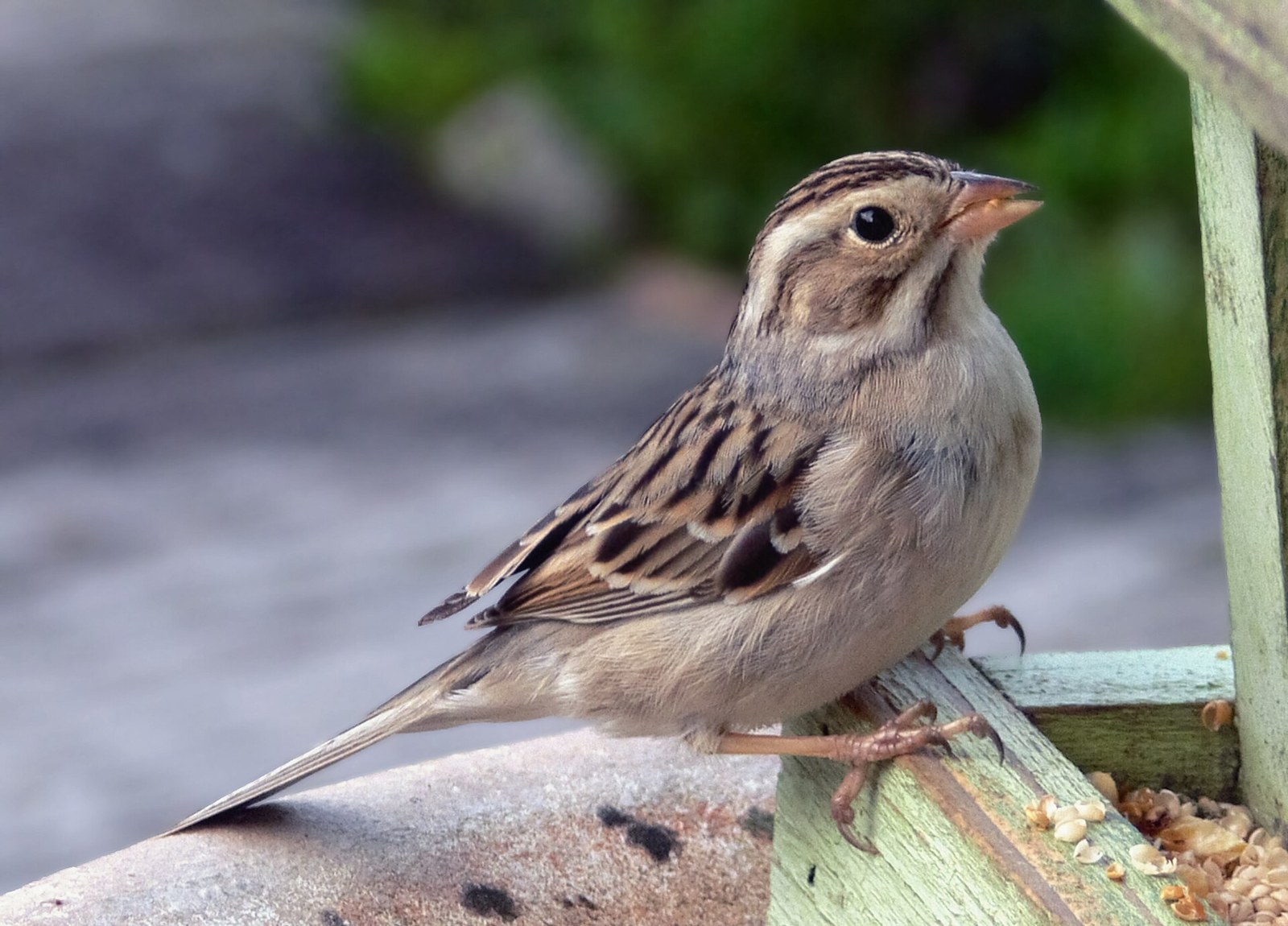 Strnádlik bledý (Spizella pallida)