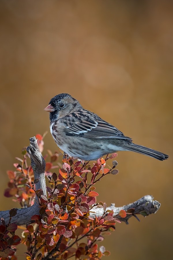 Strnádlik bradatý (Zonotrichia querula)