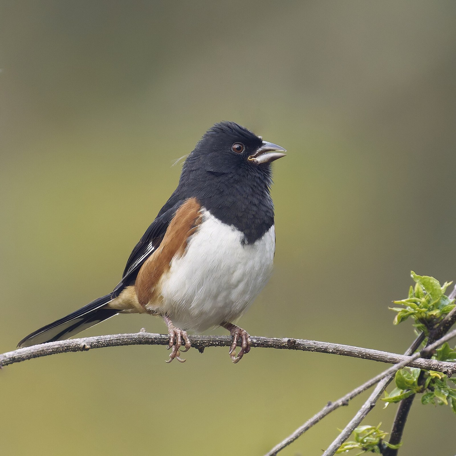 Strnádlik červenooký (Pipilo erythrophthalmus)