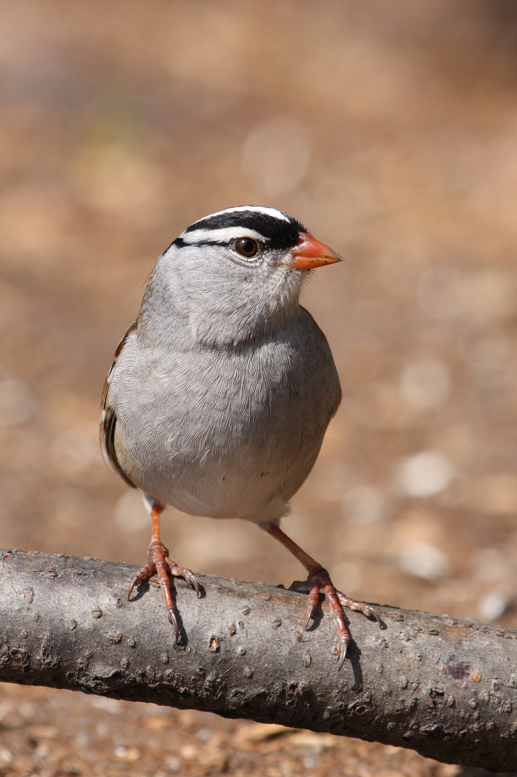 Strnádlik jazvečí (Zonotrichia leucophrys)