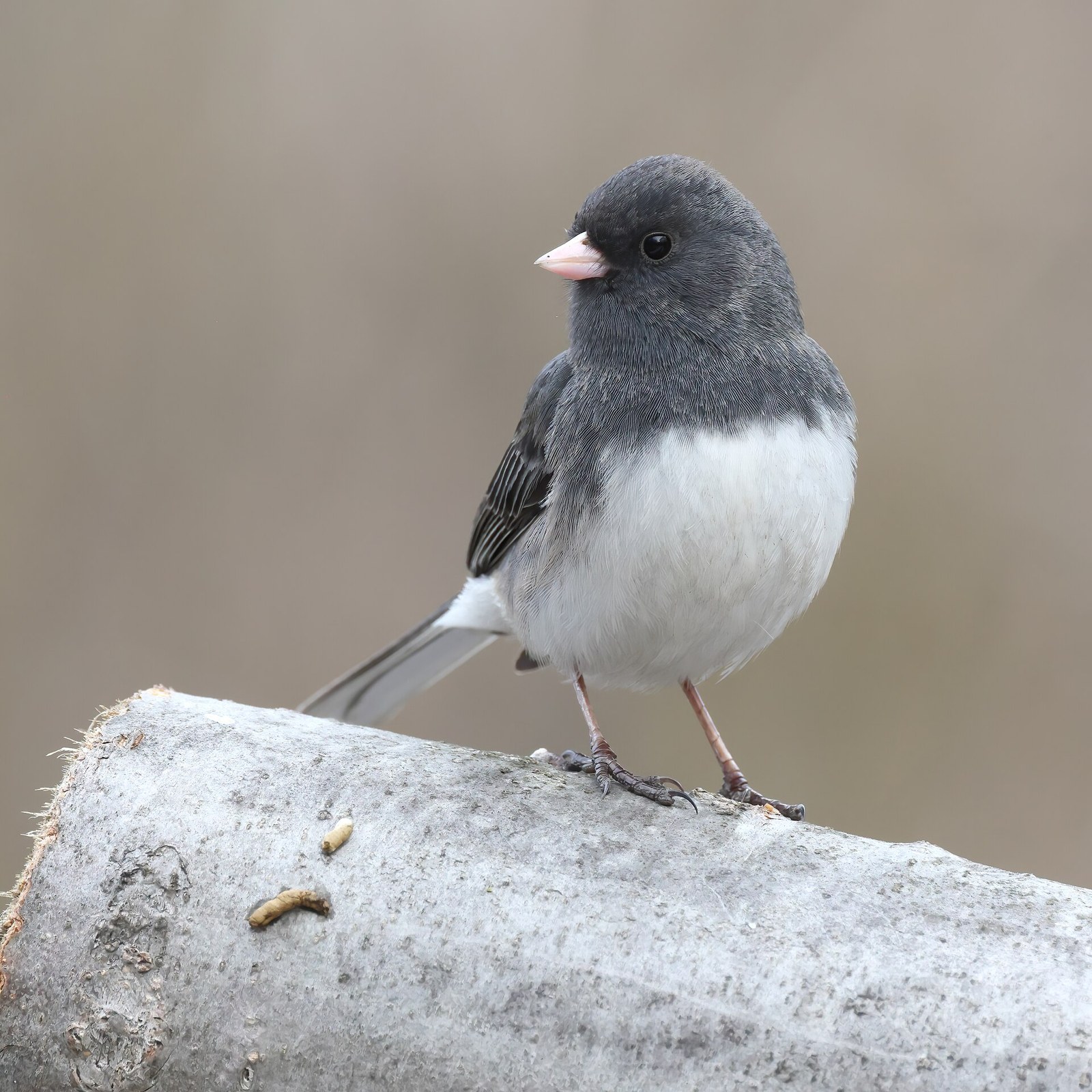 Strnádlik sivý (Junco hyemalis)
