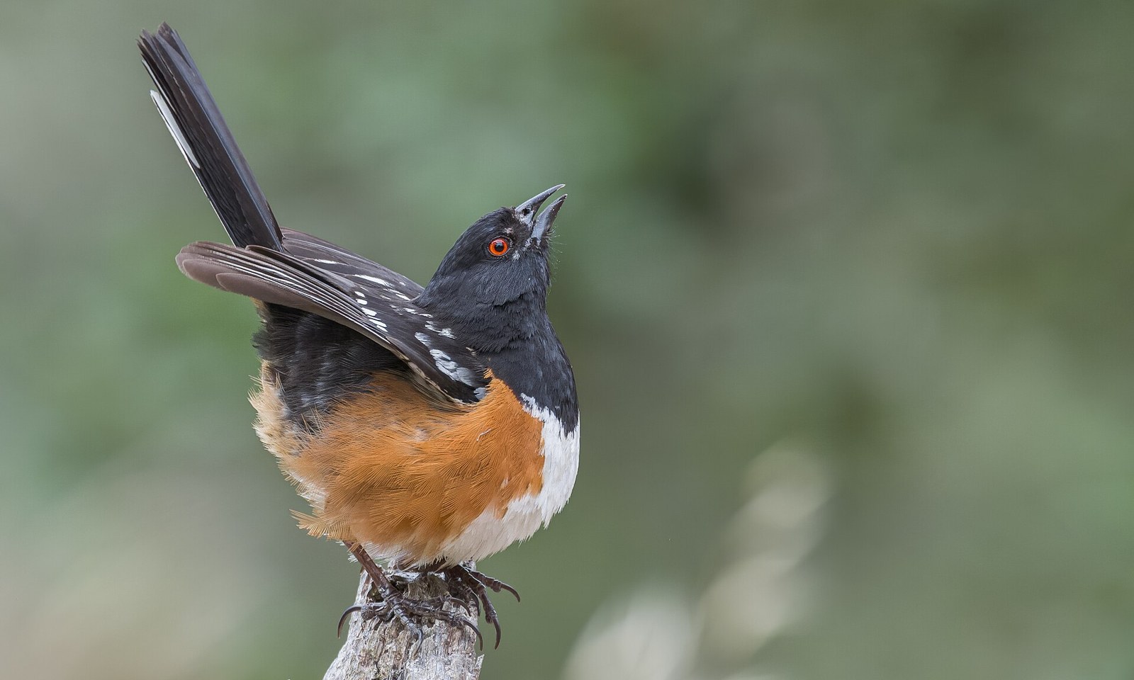 Strnádlik škvrnitý (Pipilo maculatus)