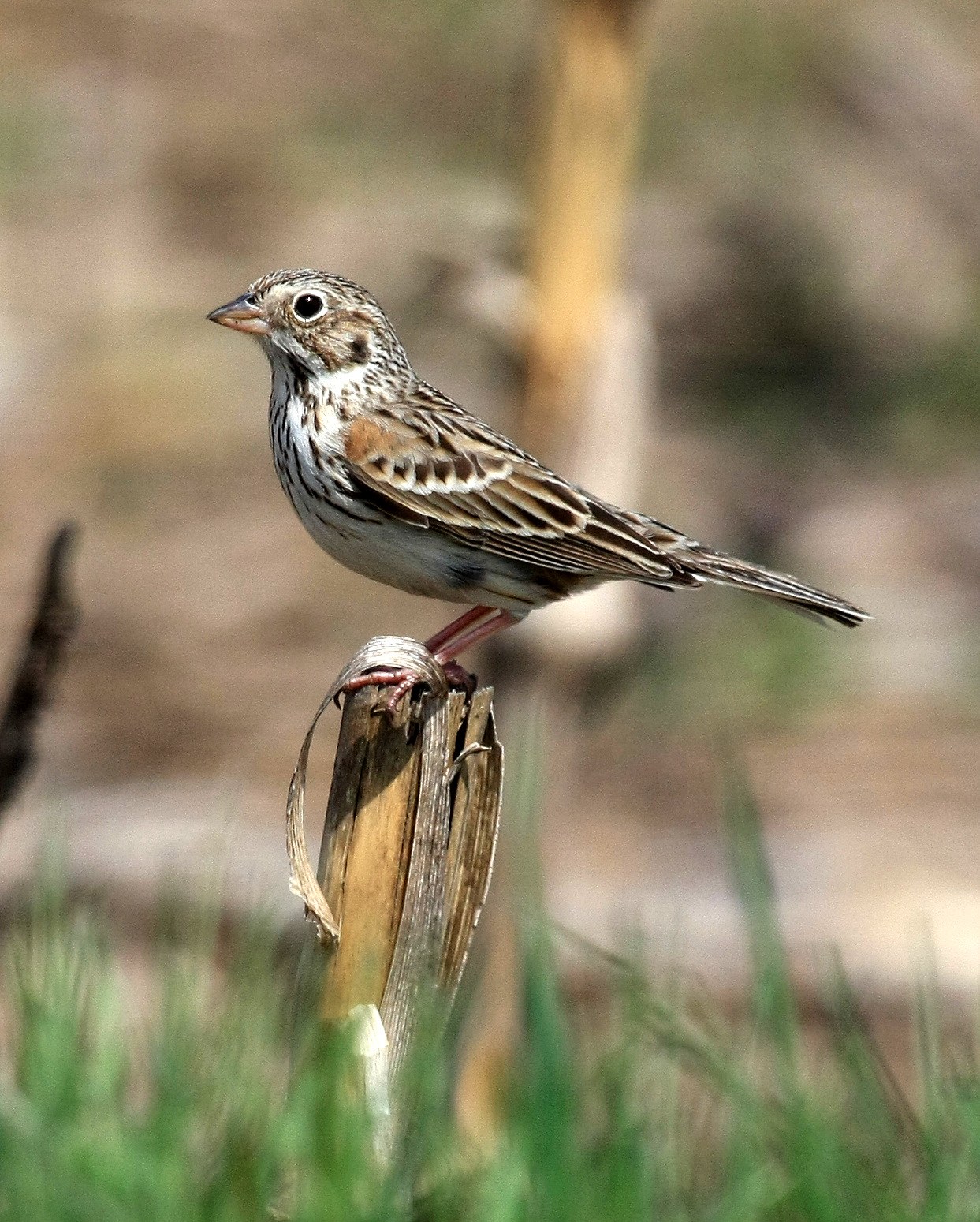 Strnádlik večerný (Pooecetes gramineus)