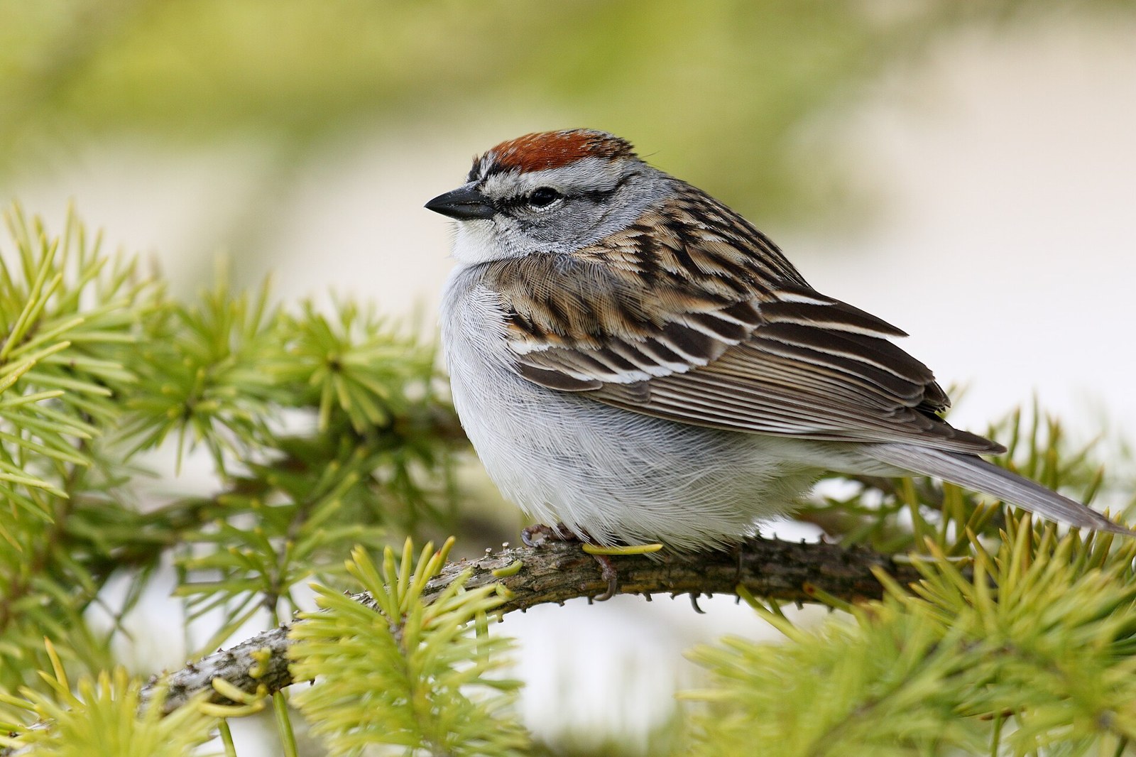 Strnádlik vrabčí (Spizella passerina)