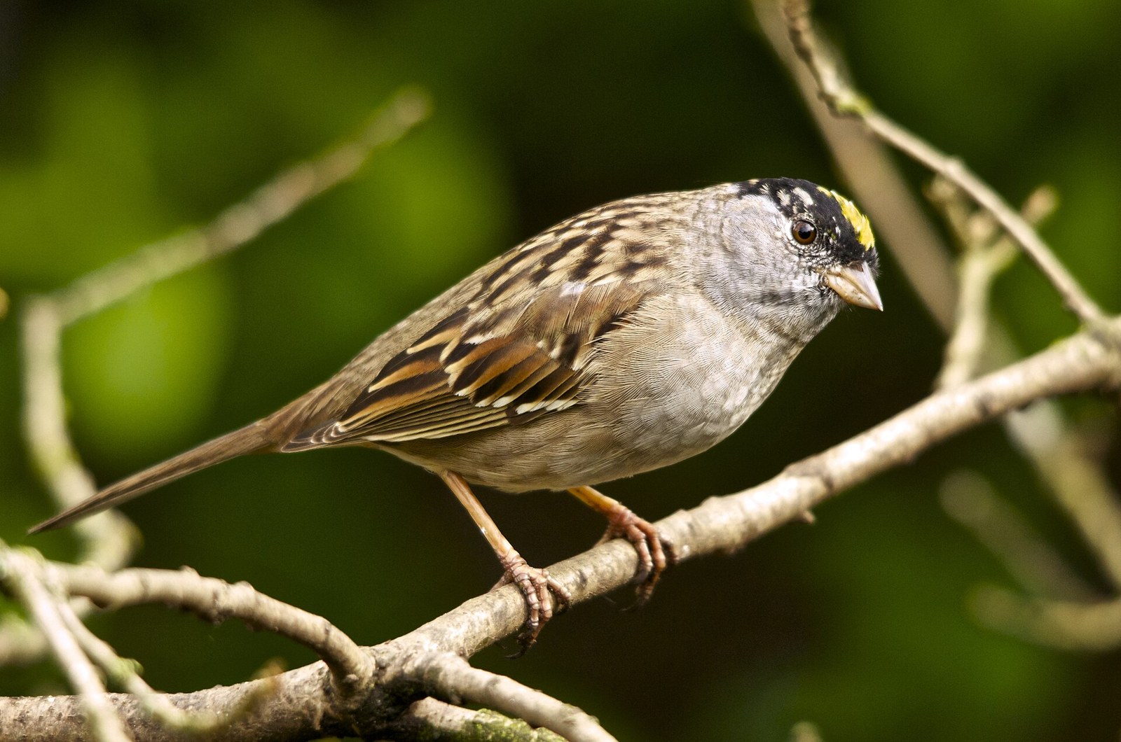 Strnádlik zlatohlavý (Zonotrichia atricapilla)