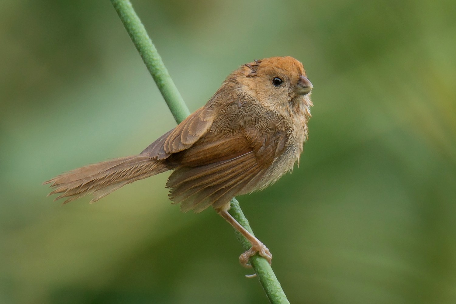 Sutora sivá (Suthora webbiana)