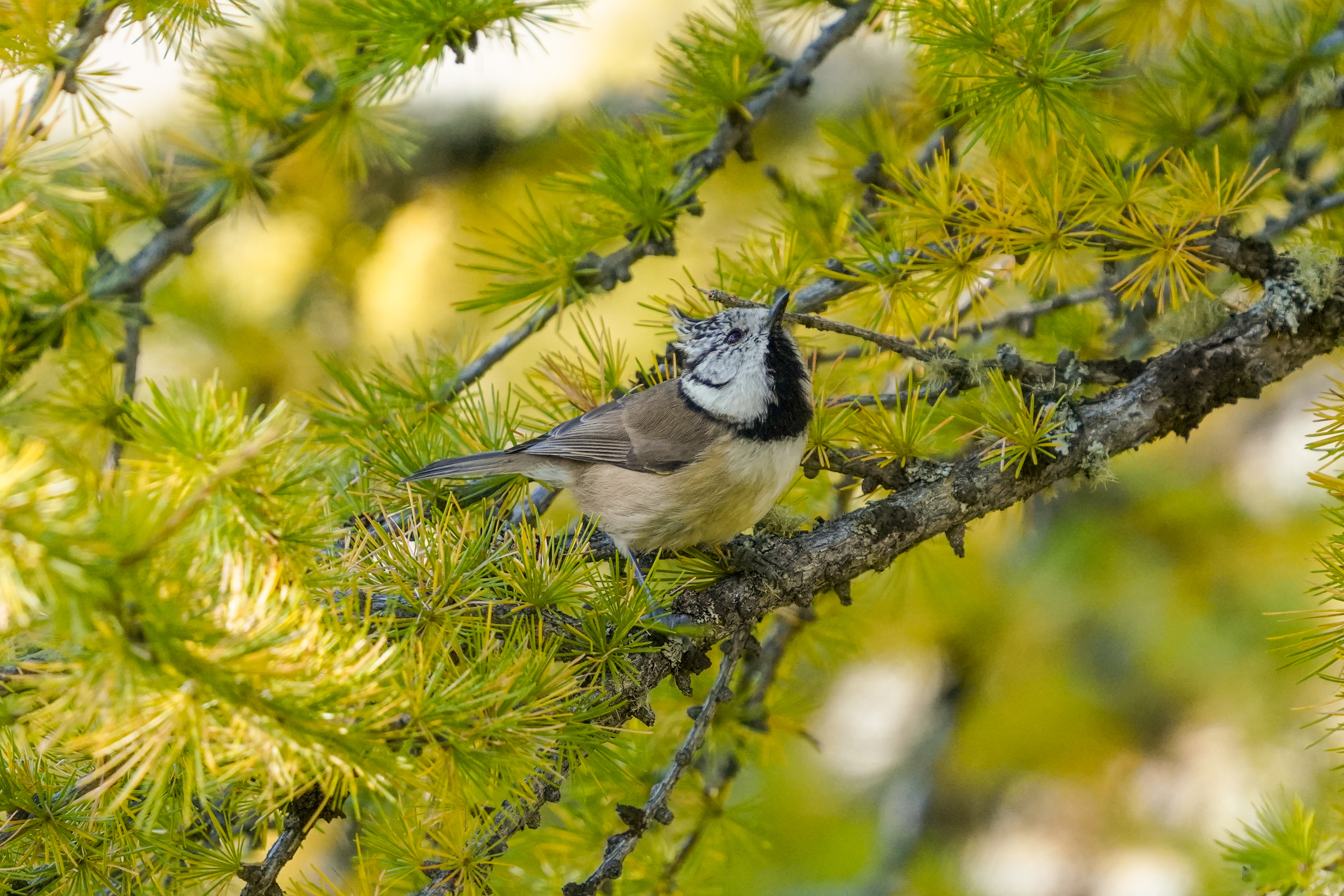 Sýkorka chochlatá vo Federačnom rezervácii Aletsch Forest Nature Reserve (Switzerland) — hlavná škvrnitá štruktúra na hlave dobre viditeľná, charakteristický pohyb v ihličnatom poraste, foto Giles Laurent CC BY-SA 4.0 október 2021 Sony A7R3 600mm — Quality image