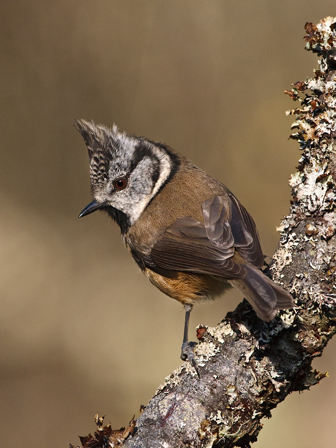 Sýkorka chochlatá poddruhu scoticus (endemit Caledonian pine forest) v Aviemore, Cairngorms National Park, Škótsko — britská populácia <2 000 párov (Summers 2007 RSPB Abernethy Forest), foto Mark Medcalf CC BY 2.0 október 2011 — vzácny pohľad na ohrozený britský poddruh
