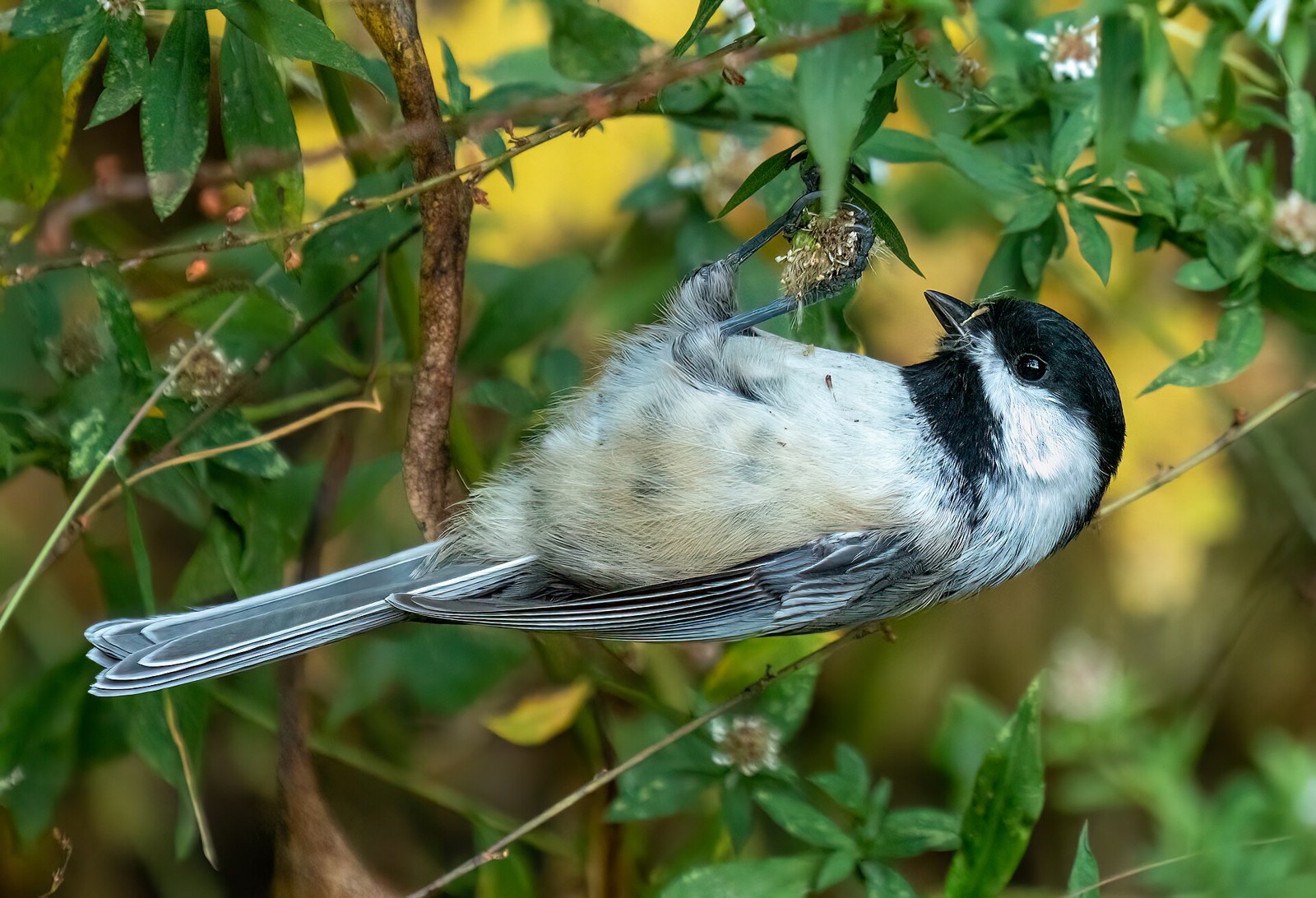 Sýkorka čiapočkatá (Poecile atricapillus)