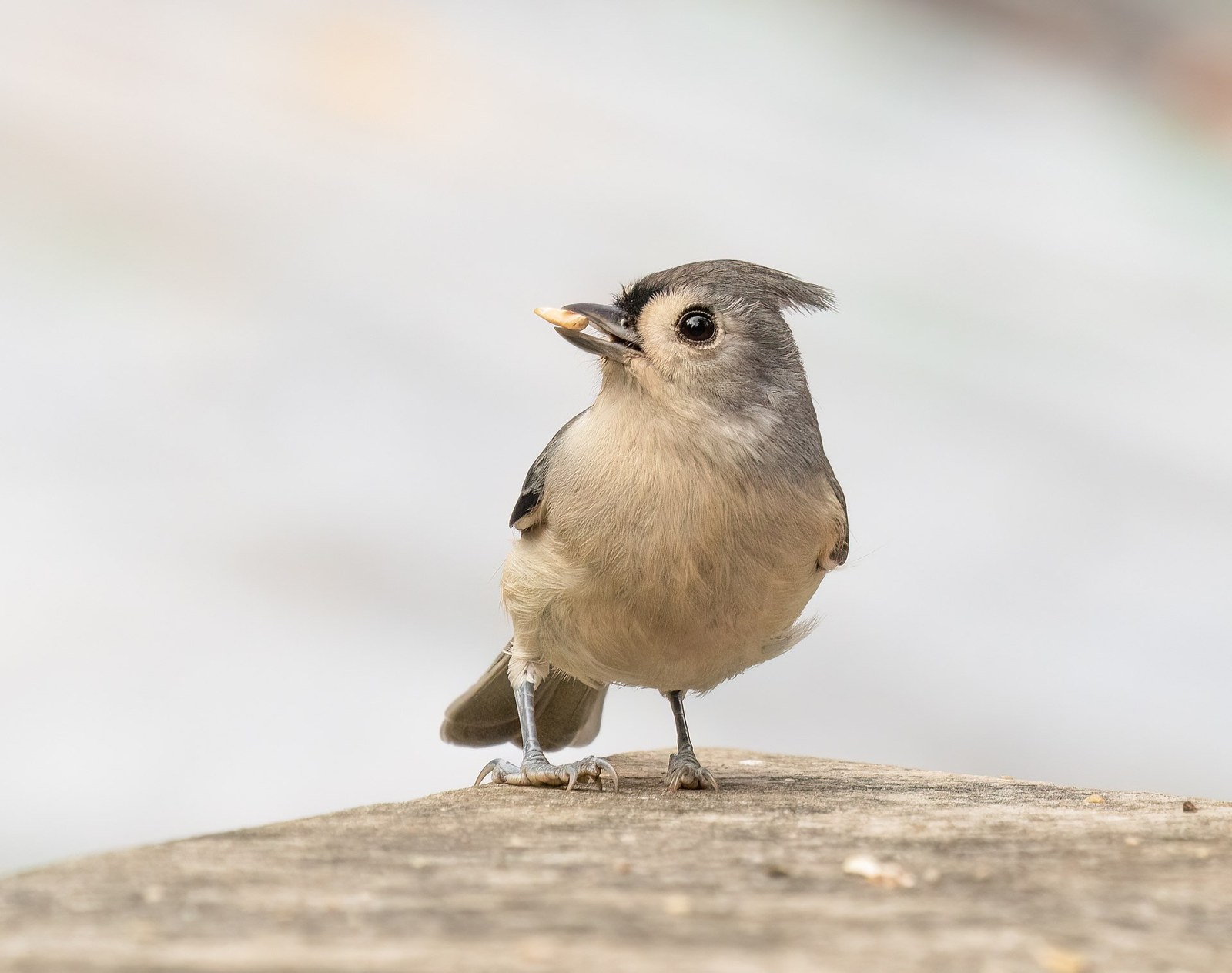 Sýkorka dvojfarebná (Baeolophus bicolor)