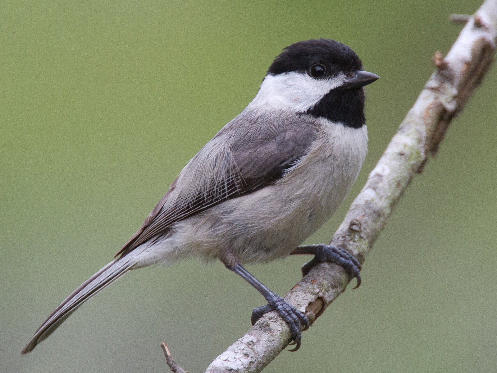 Sýkorka karolínska (Poecile carolinensis)