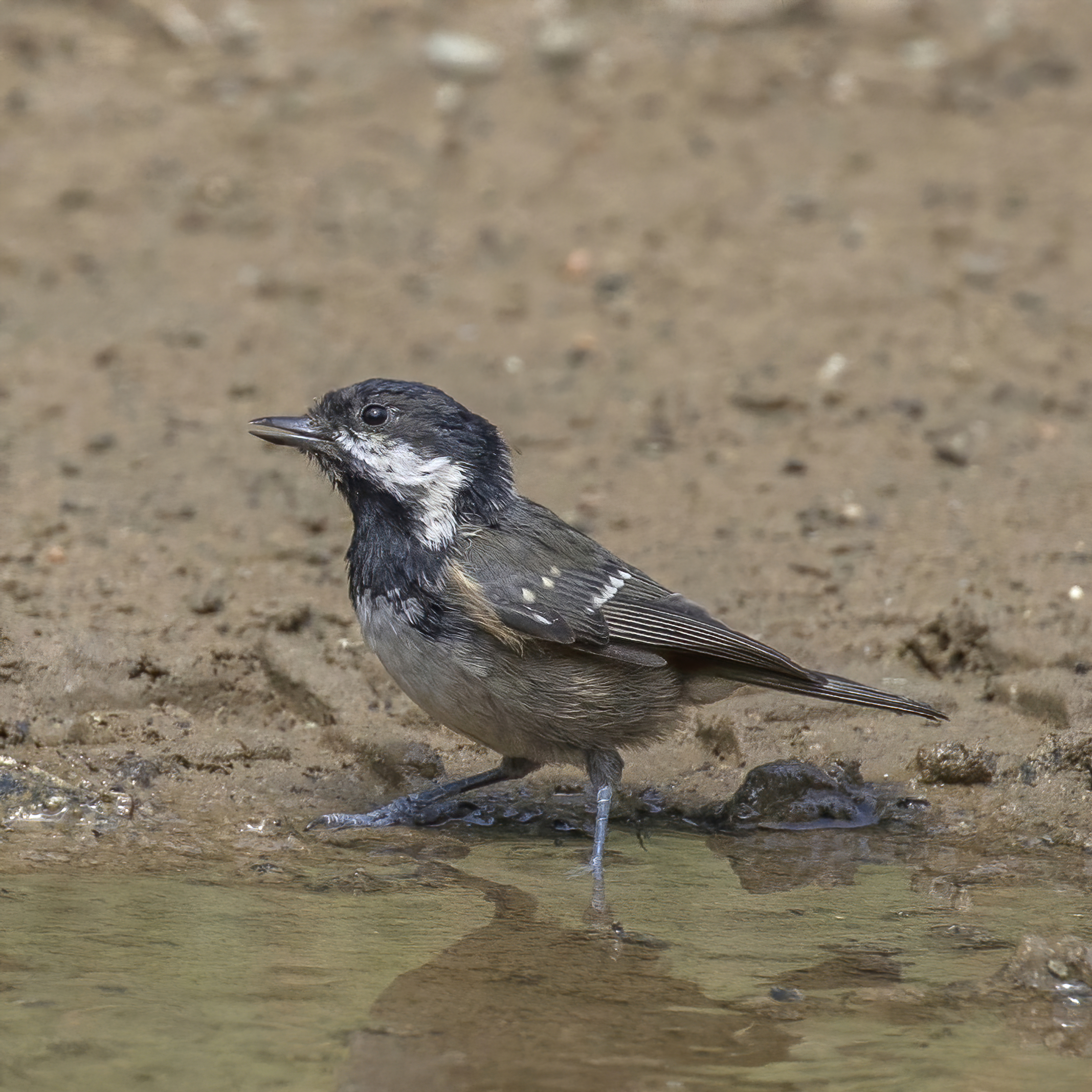 Sýkorka uhliarka — poddruh cypriotes (Cyprus coal tit) endemit Cypra v Troodos Mountains, foto Charles J. Sharp CC BY-SA 4.0 august 2021, vokálne a geneticky distinktný kandidát na elevation ako samostatný druh (Charalambidou et al. 2023)