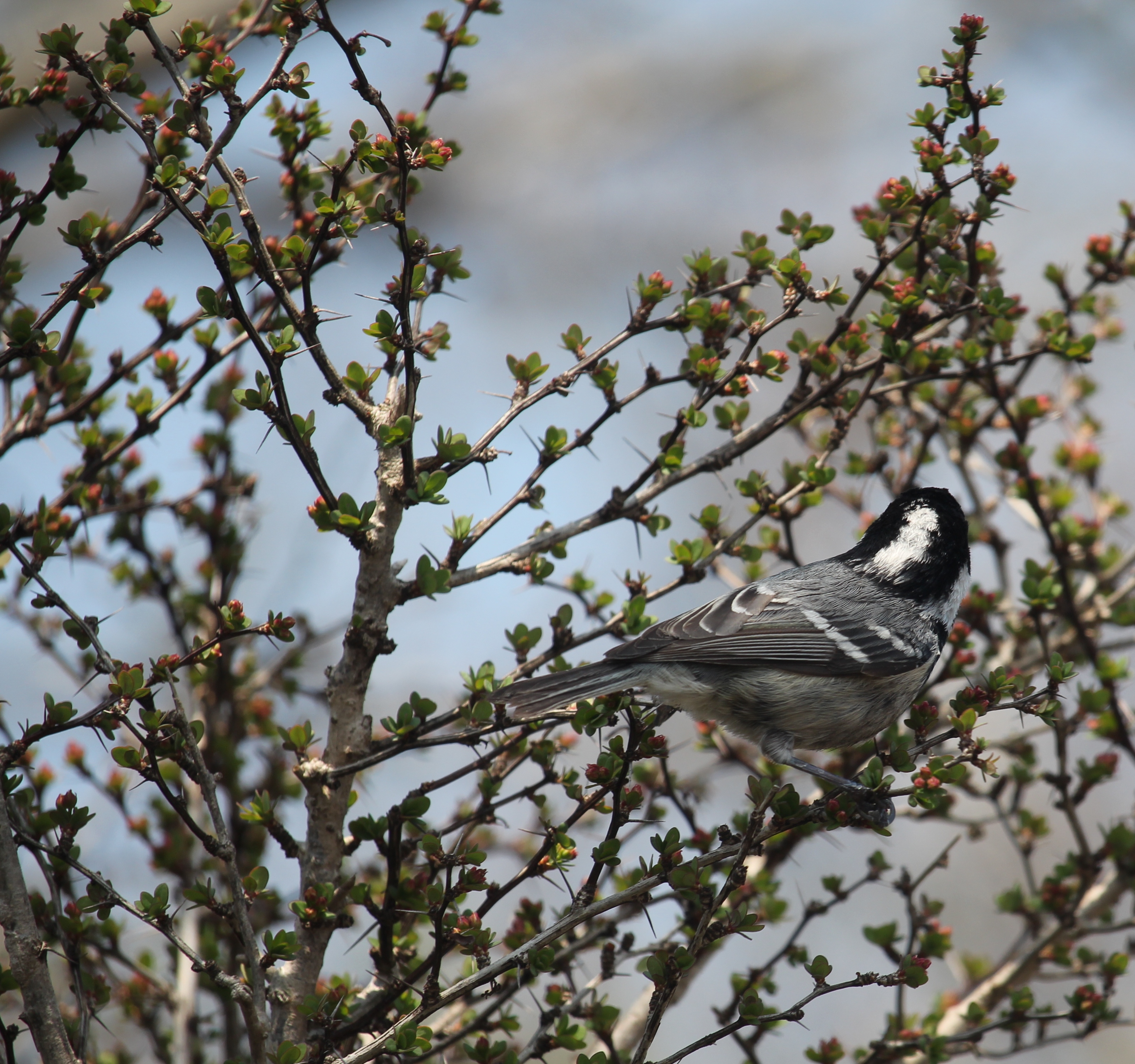 Sýkorka uhliarka — poddruh insularis na japonskom kríku Berberis thunbergii (čučoriedka japonská), Mount Oike prefektúra Shiga Japonsko, foto Alpsdake CC BY-SA 4.0 apríl 2015