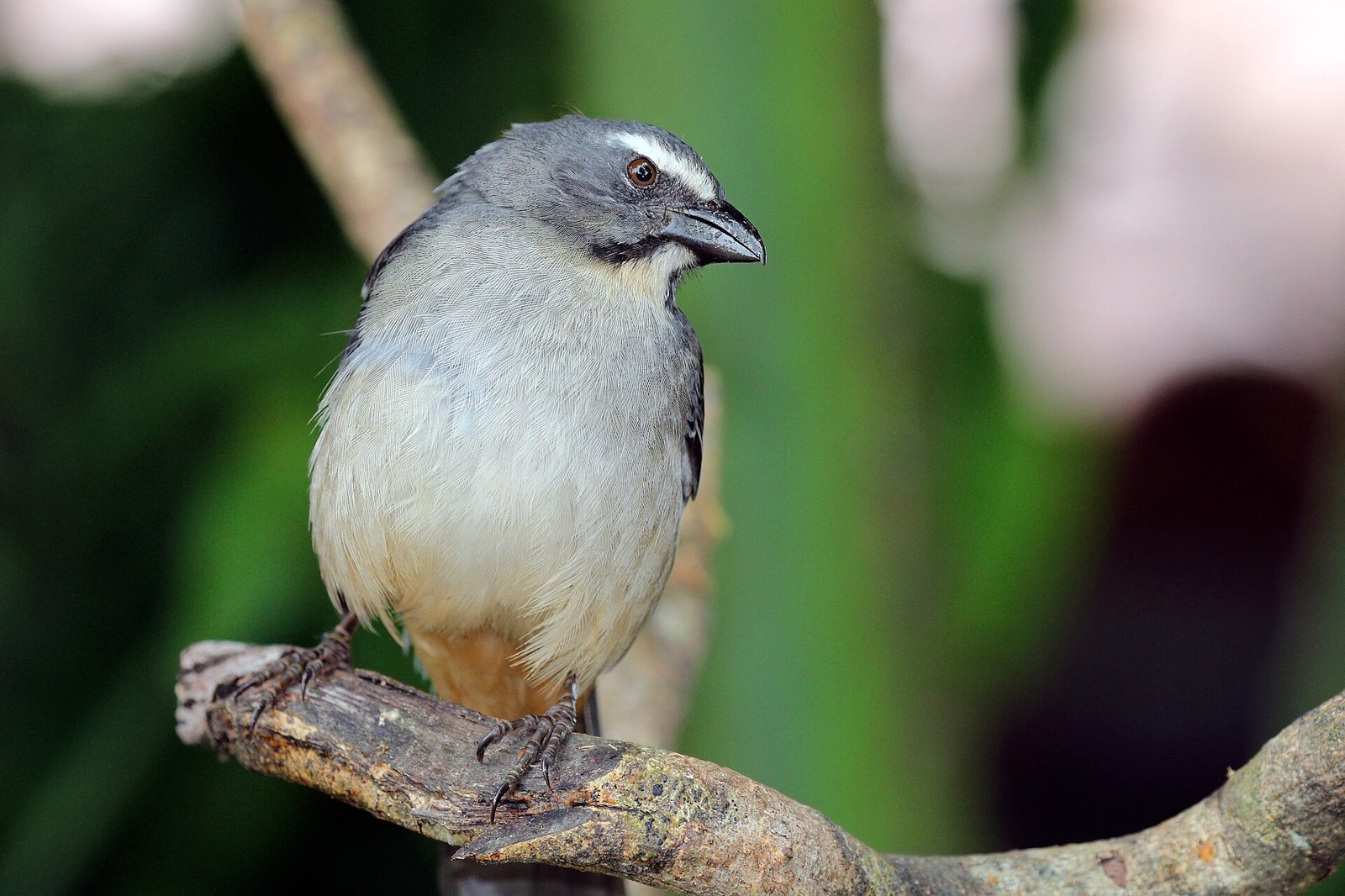 Tanečník sivý (Saltator coerulescens)