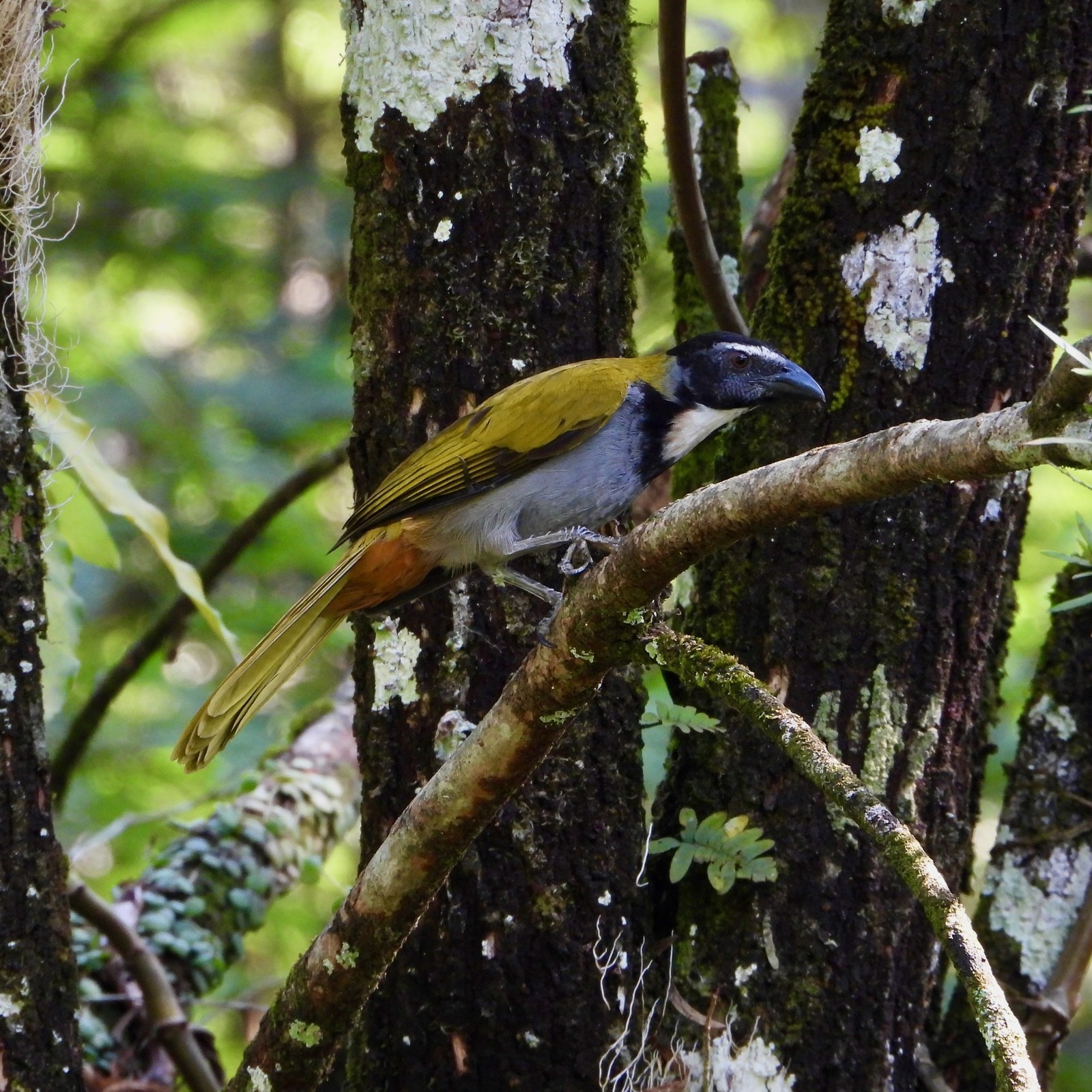 Tanečník tmavohlavý (Saltator atriceps)