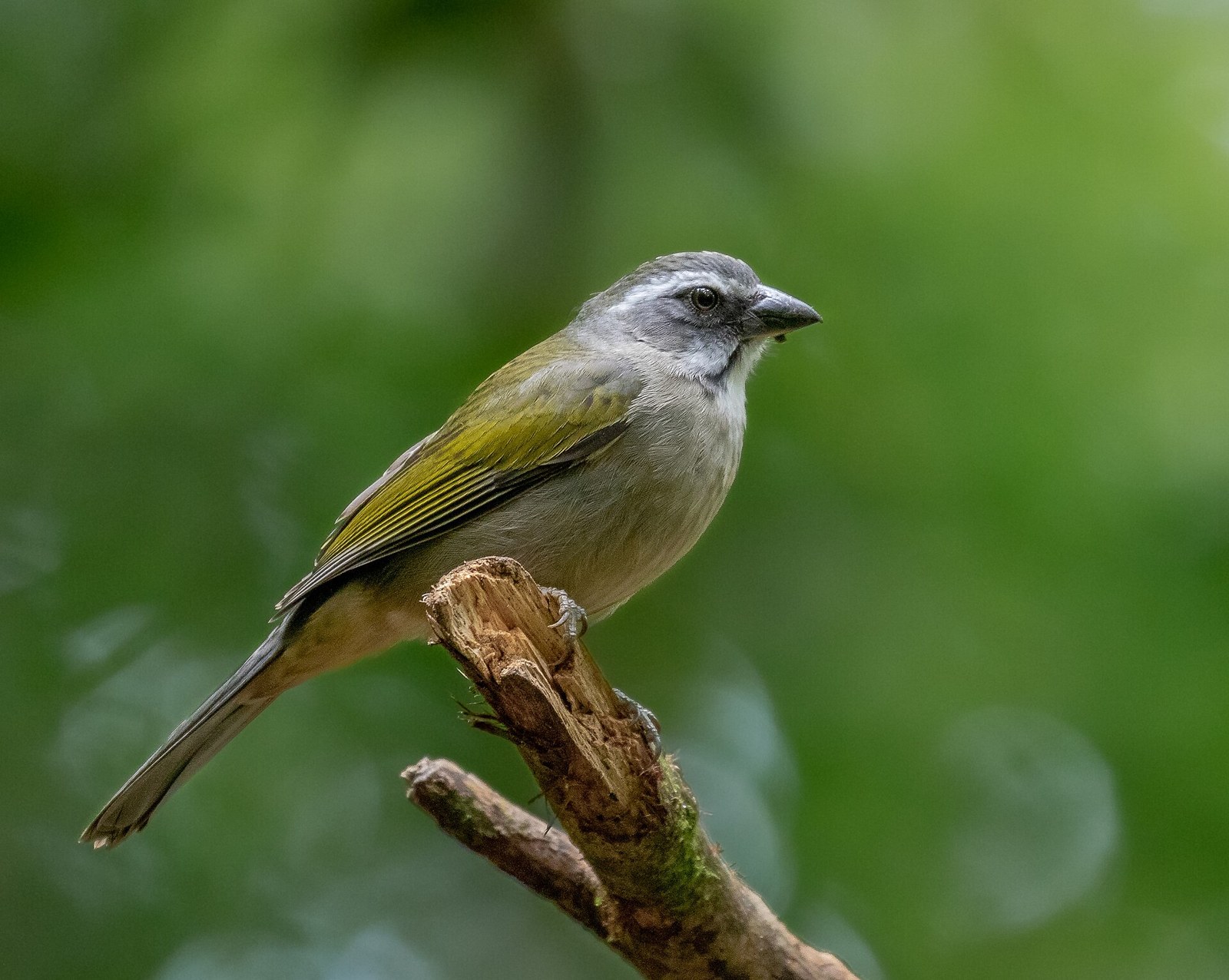Tanečník zelenokrídly (Saltator similis)