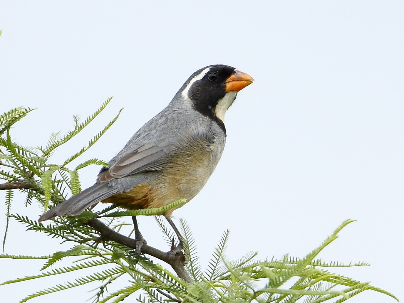 Tanečník zlatozobý (Saltator aurantiirostris)