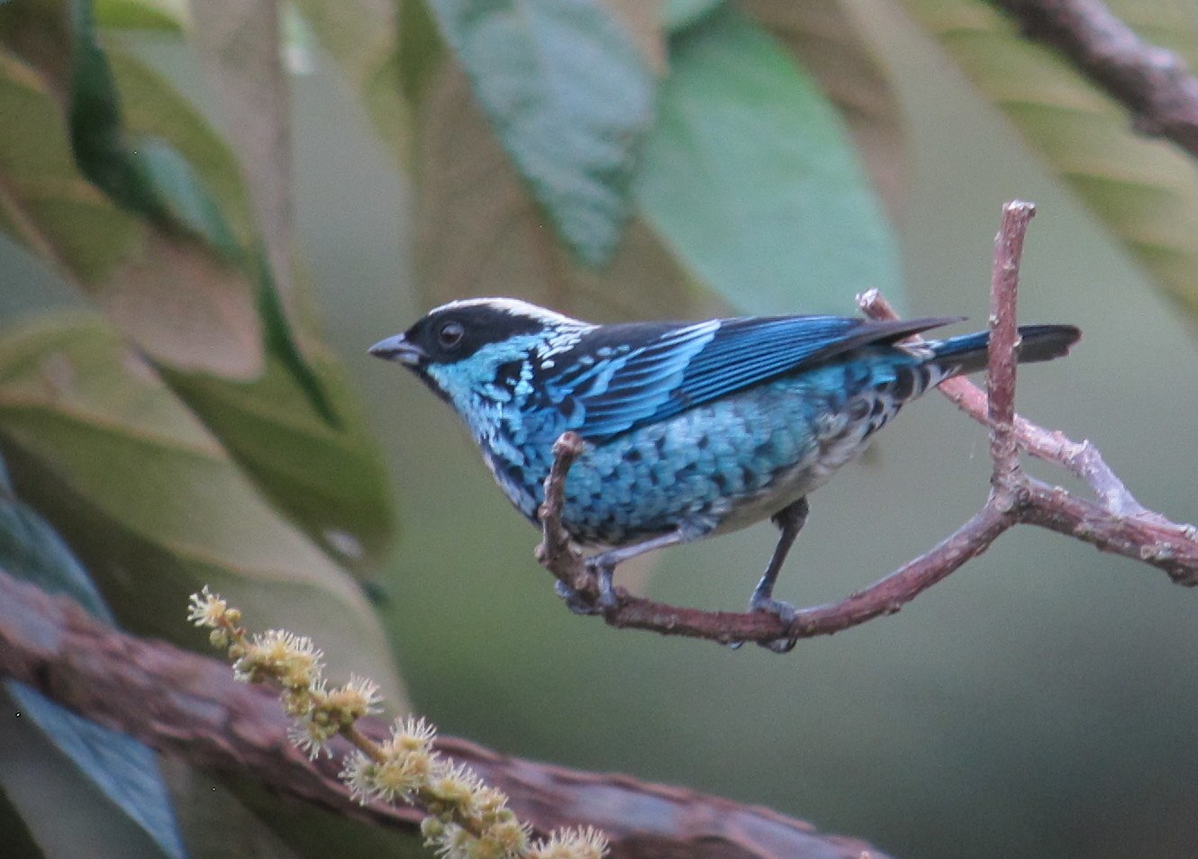 Tangara berylová (Tangara nigroviridis)