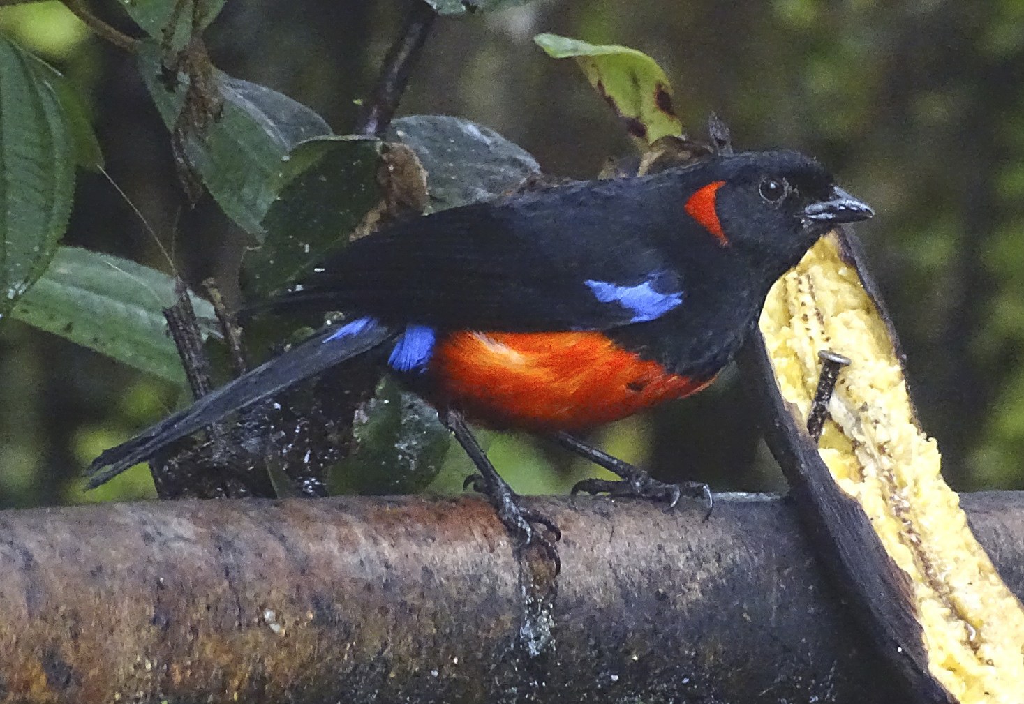 Tangara červenobruchá (Anisognathus igniventris)