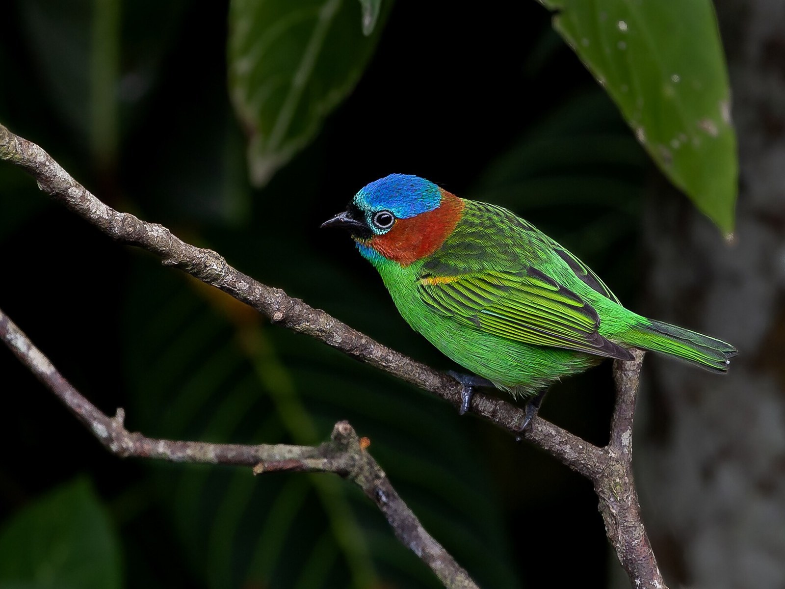 Tangara červenokrká (Tangara cyanocephala)