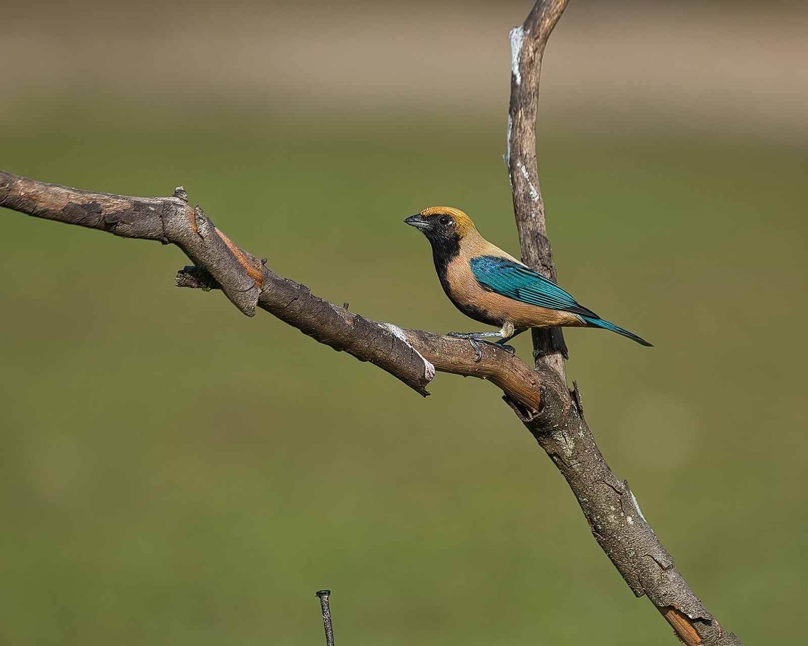 Tangara hájová (Stilpnia cayana)