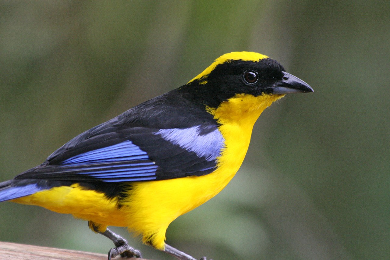 Tangara modrokrídla (Anisognathus somptuosus)