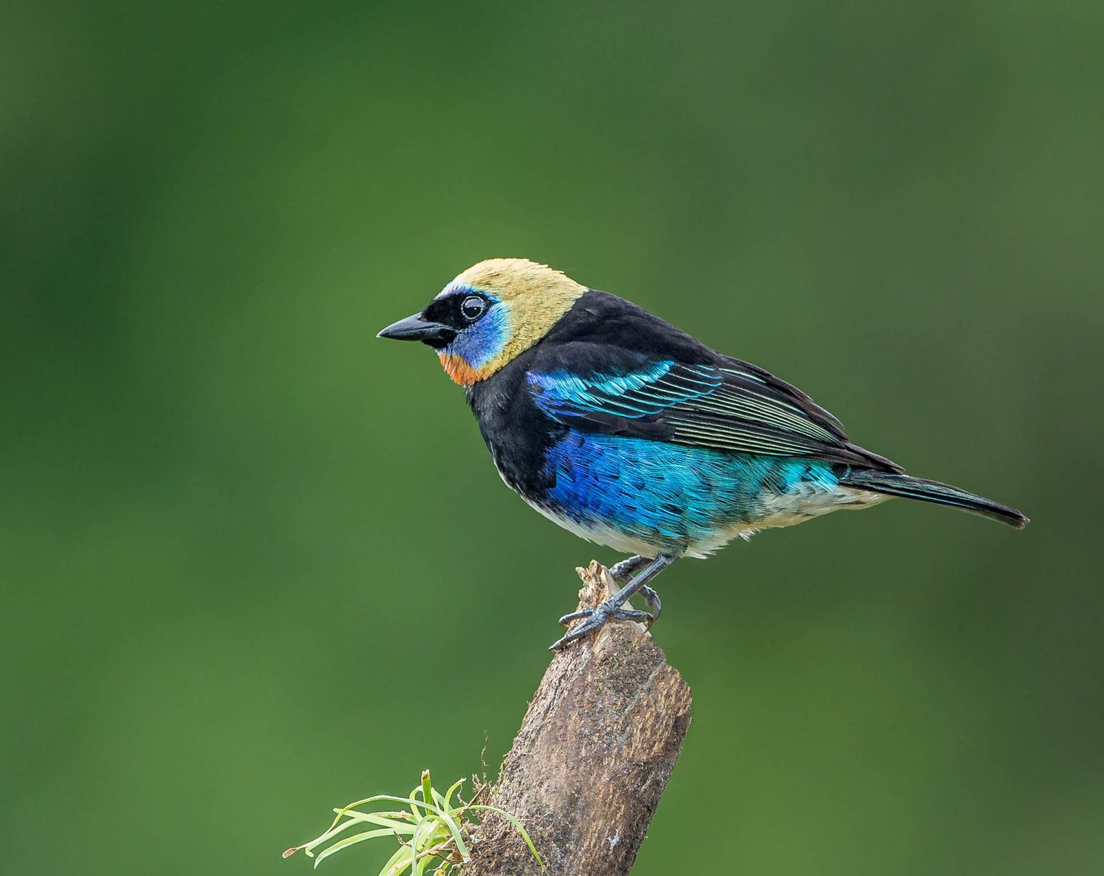 Tangara modrolíca (Stilpnia larvata)