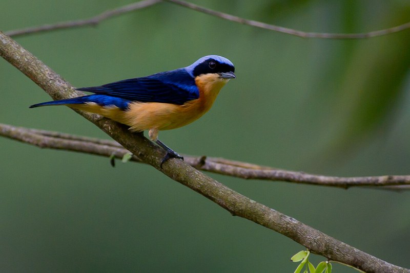 Tangara plavoprsá (Pipraeidea melanonota)