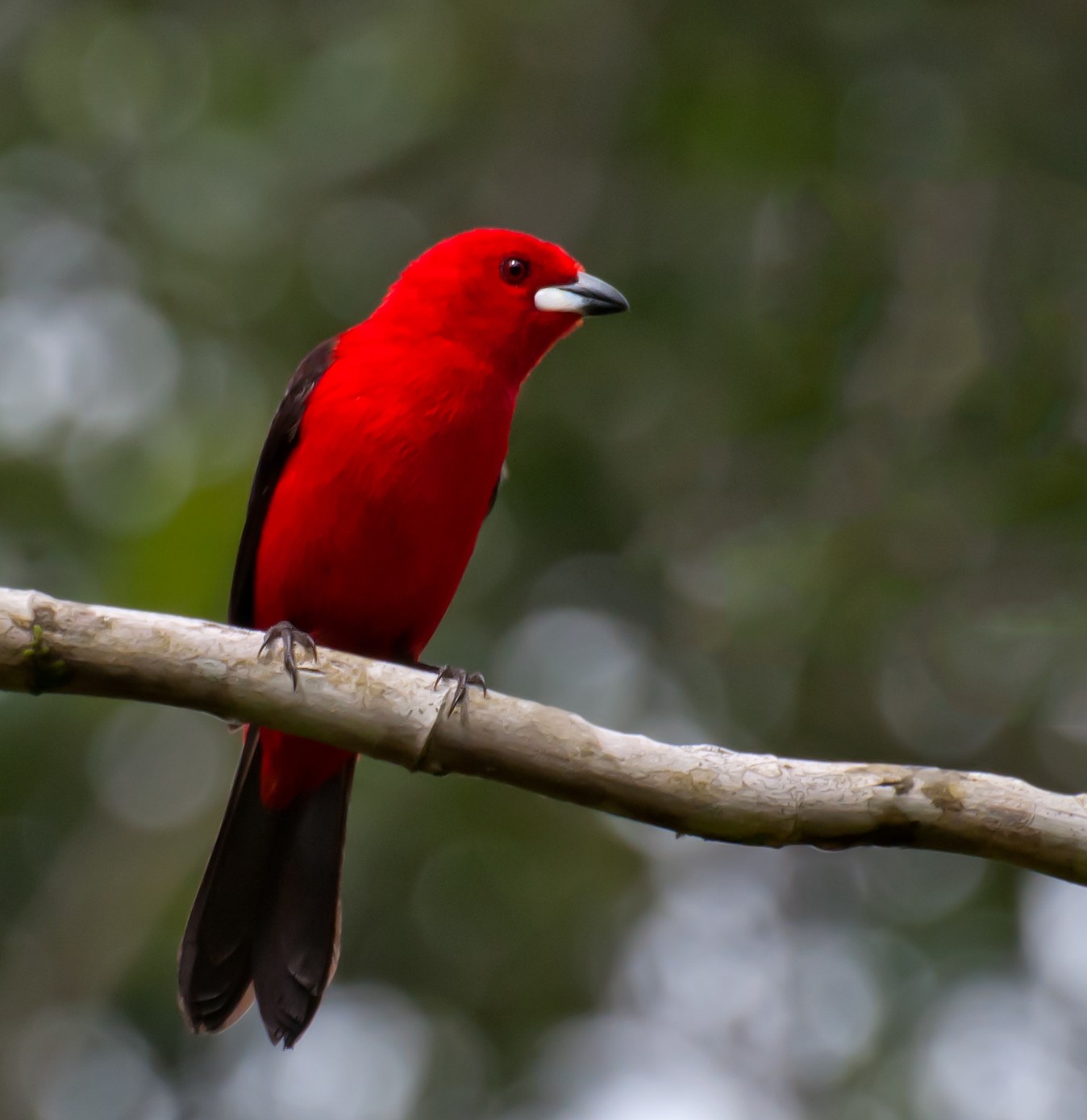 Tangara purpurová (Ramphocelus bresilius)