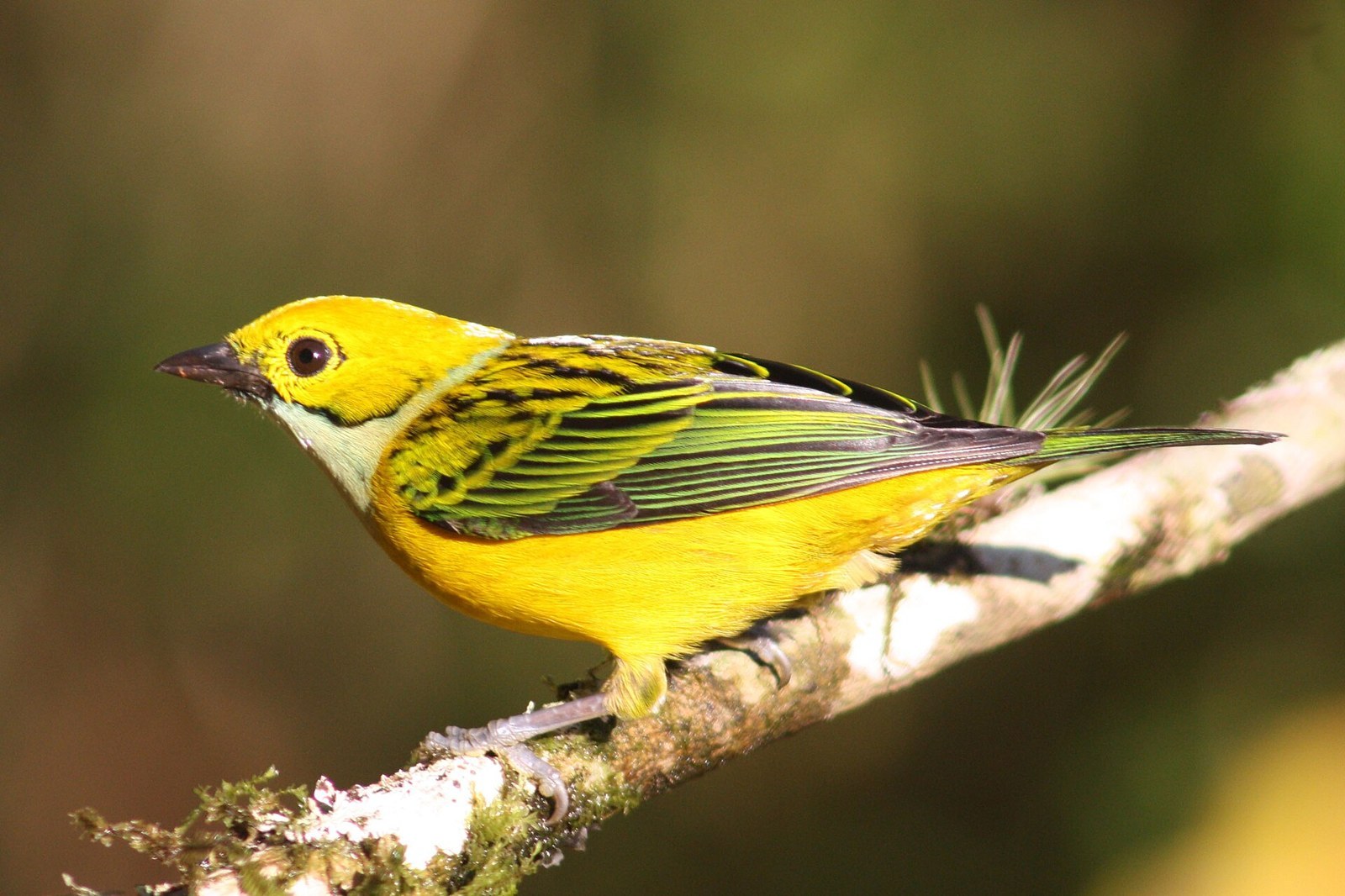 Tangara šafranová (Tangara icterocephala)