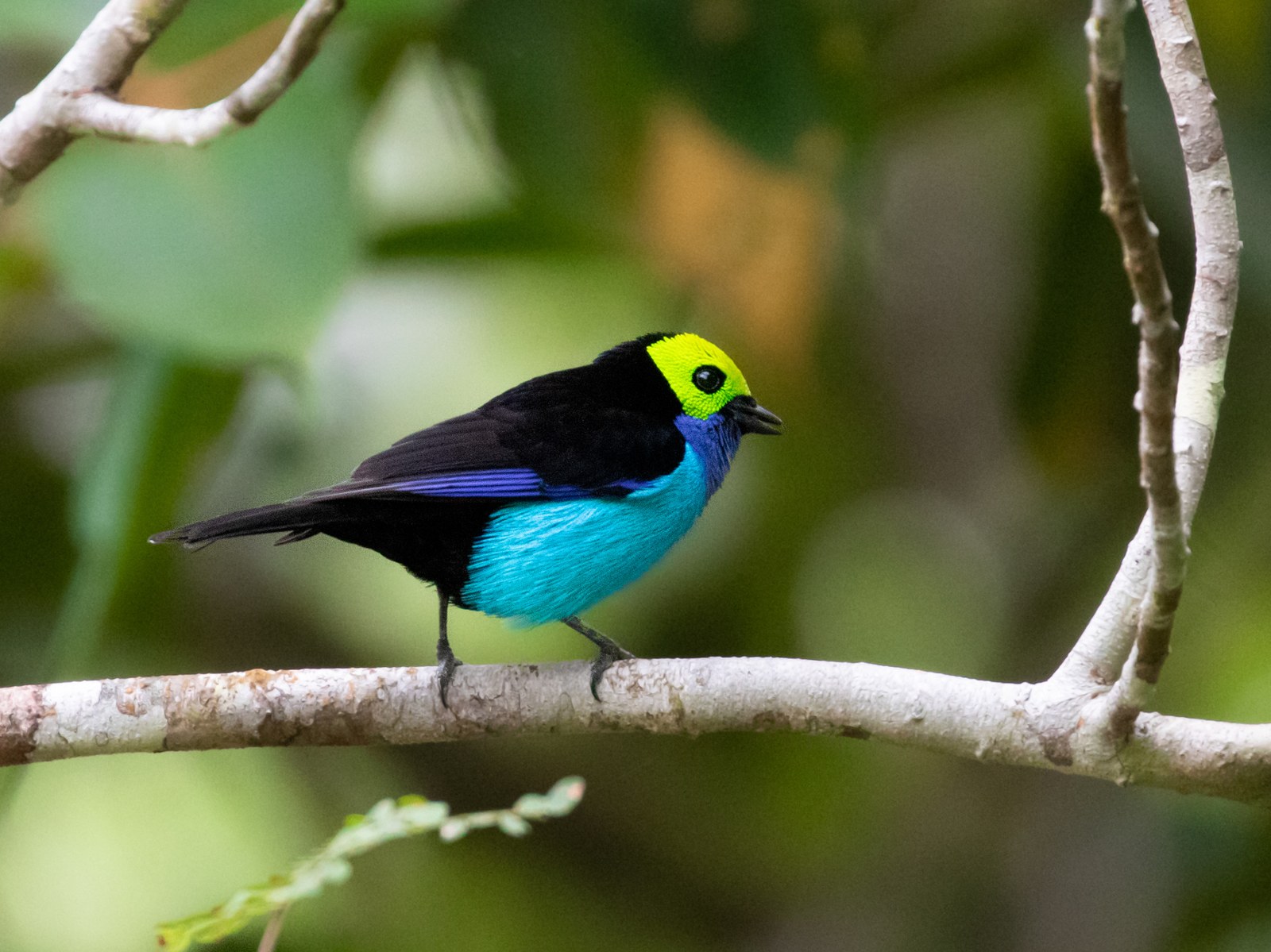 Tangara sedemfarebná (Tangara chilensis)