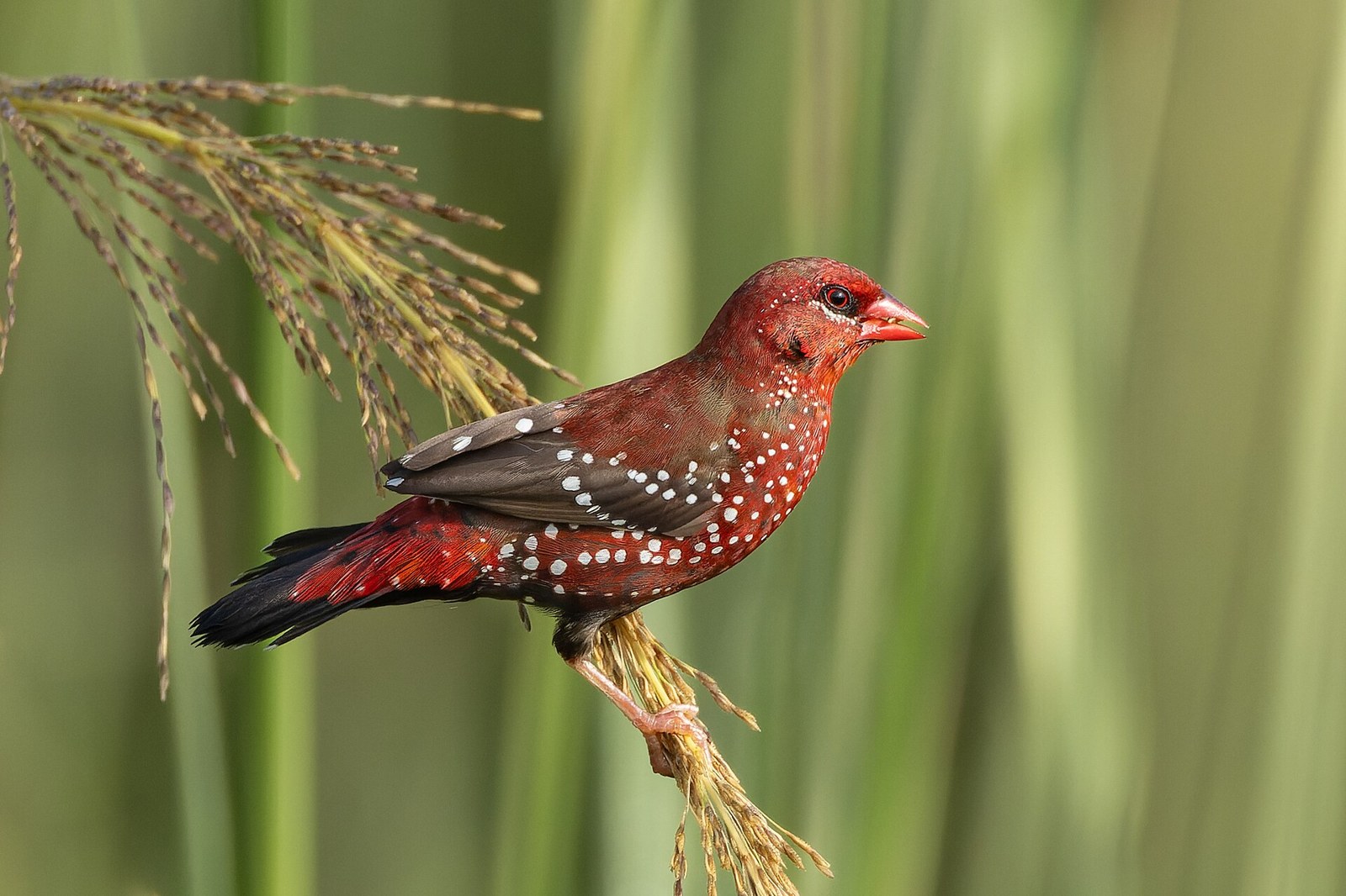 Tigrík červený (Amandava amandava)