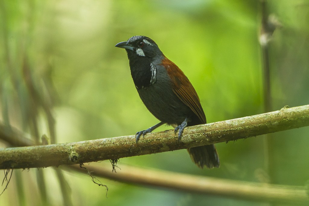 Timália čiernohrdlá (Stachyris nigricollis)