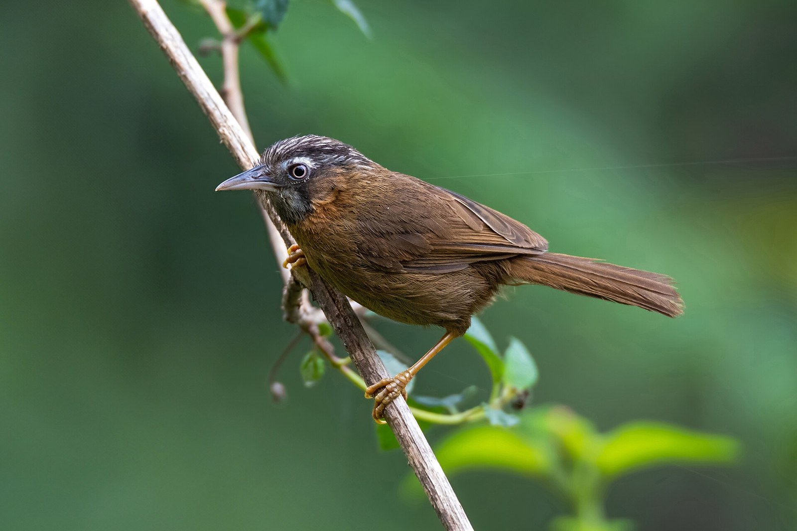 Timália horská (Stachyris nigriceps)