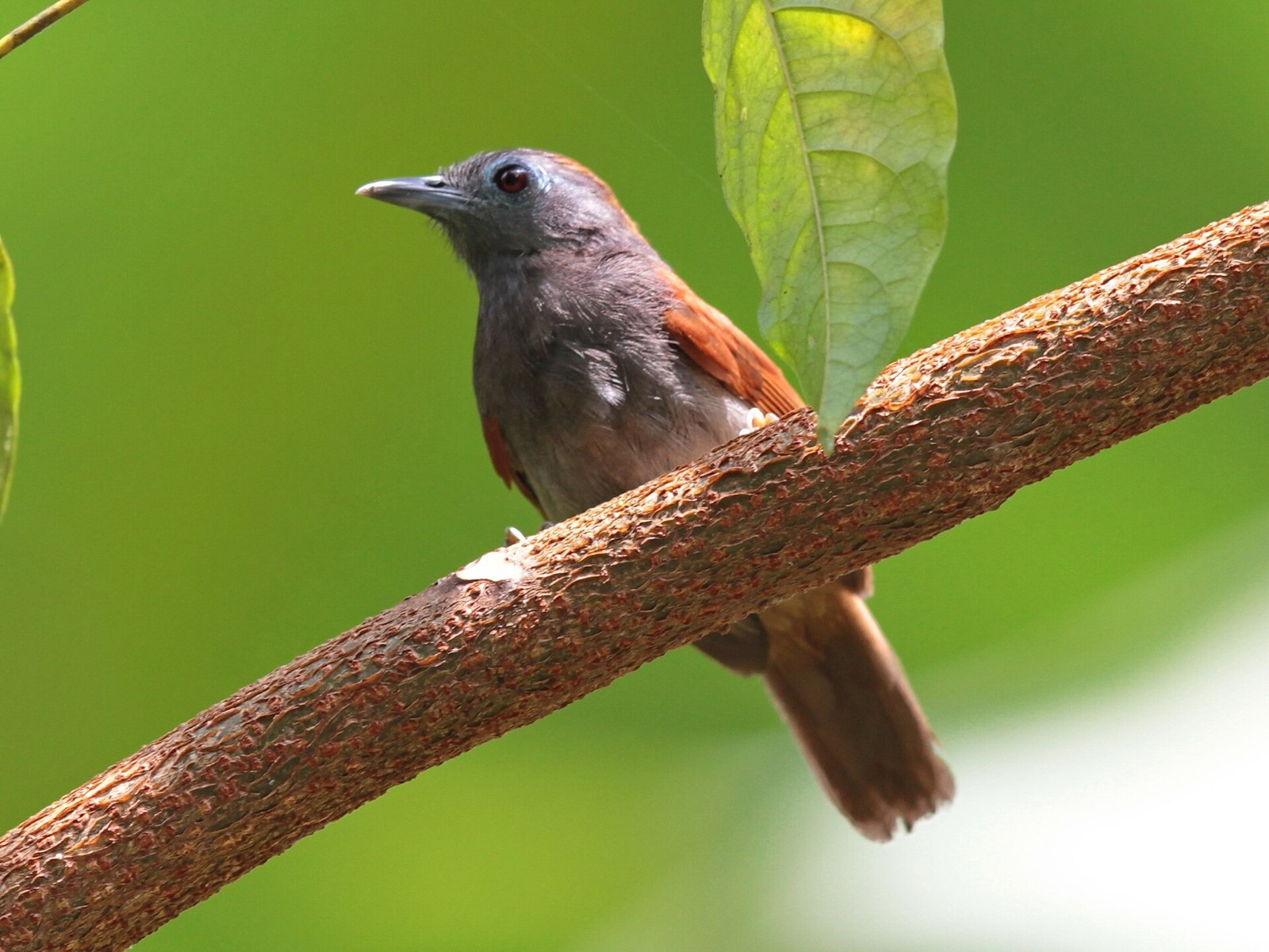 Timália modrooká (Cyanoderma erythropterum)