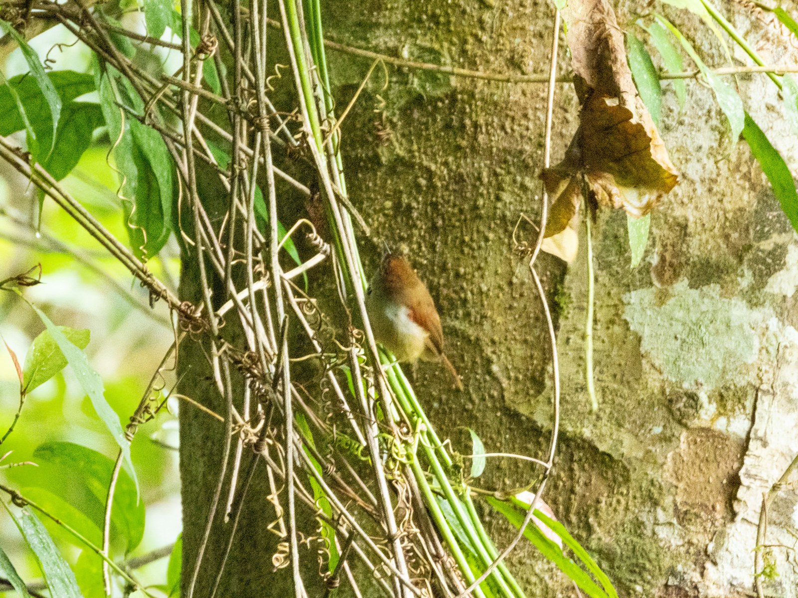 Timália ozdobná (Cyanoderma melanothorax)