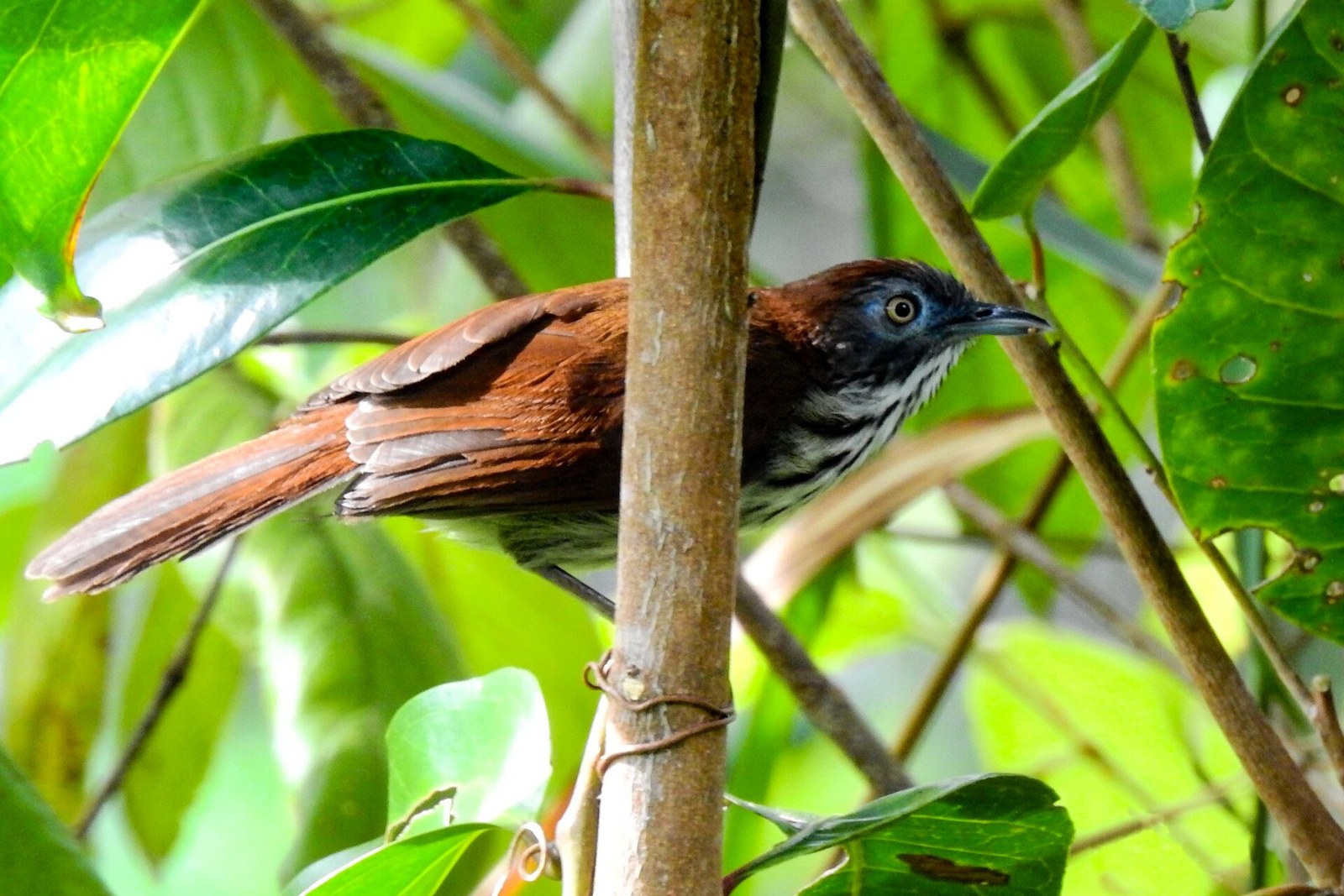 Timália sundská (Mixornis bornensis)