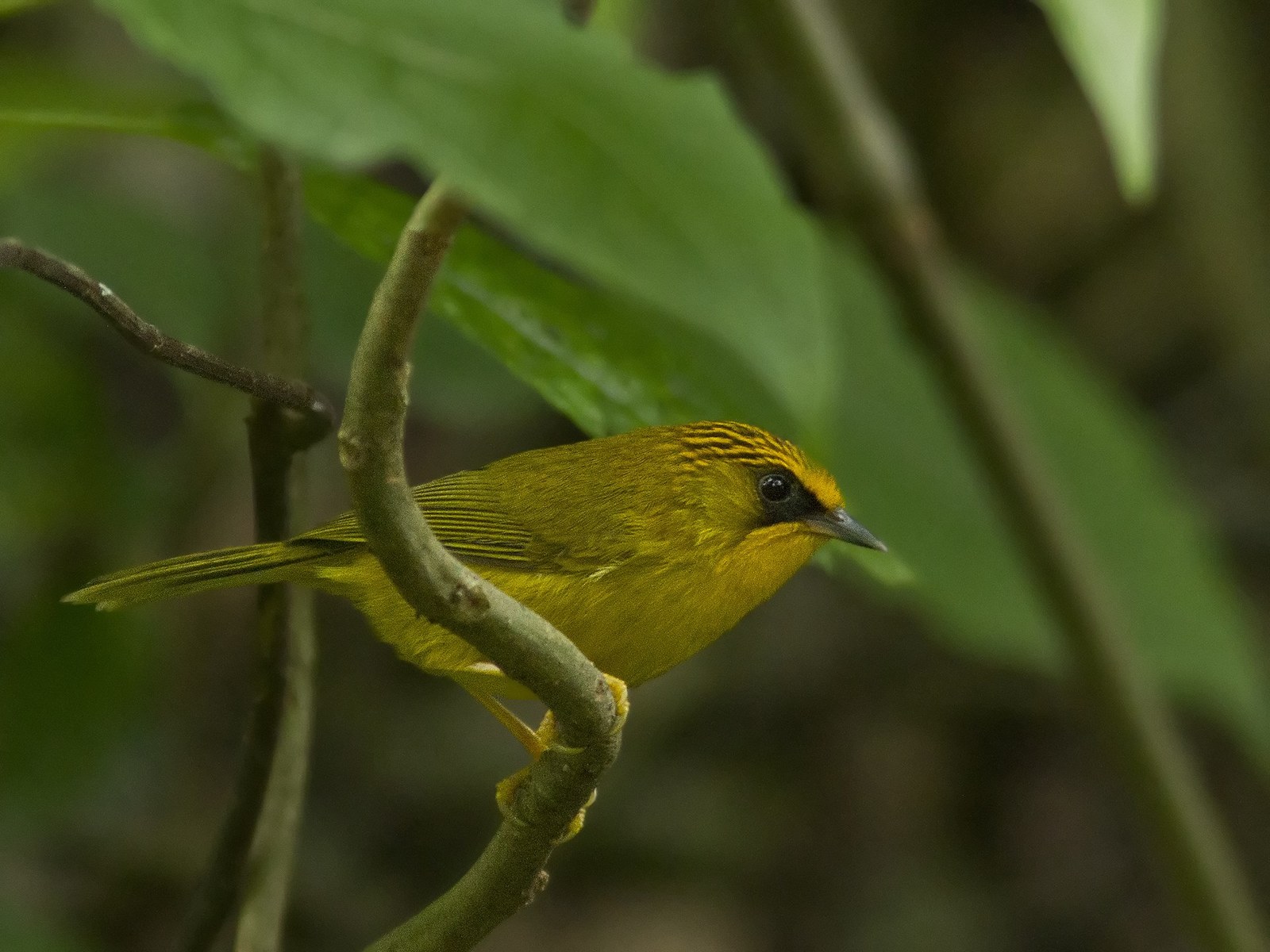 Timália zlatá (Cyanoderma chrysaeum)