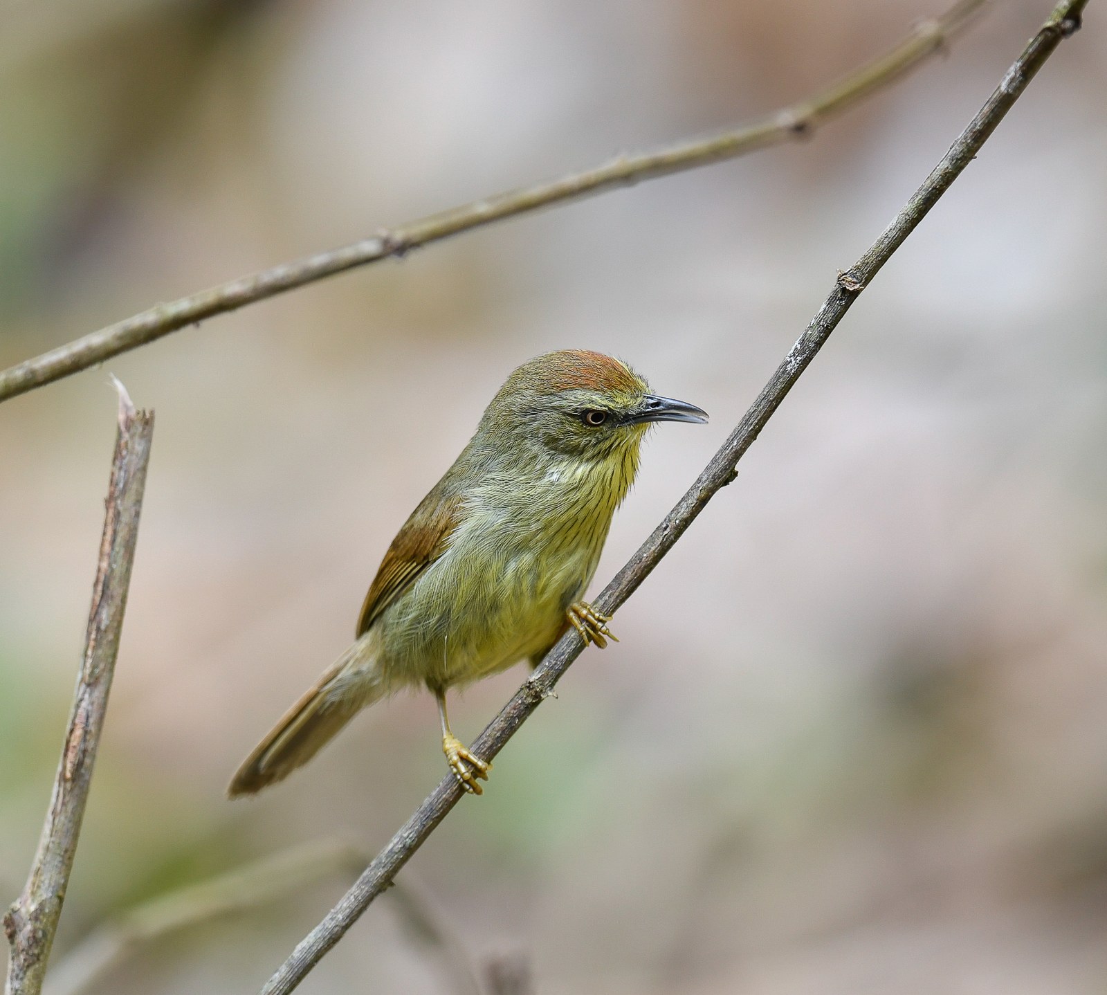 Timália žltobruchá (Mixornis gularis)