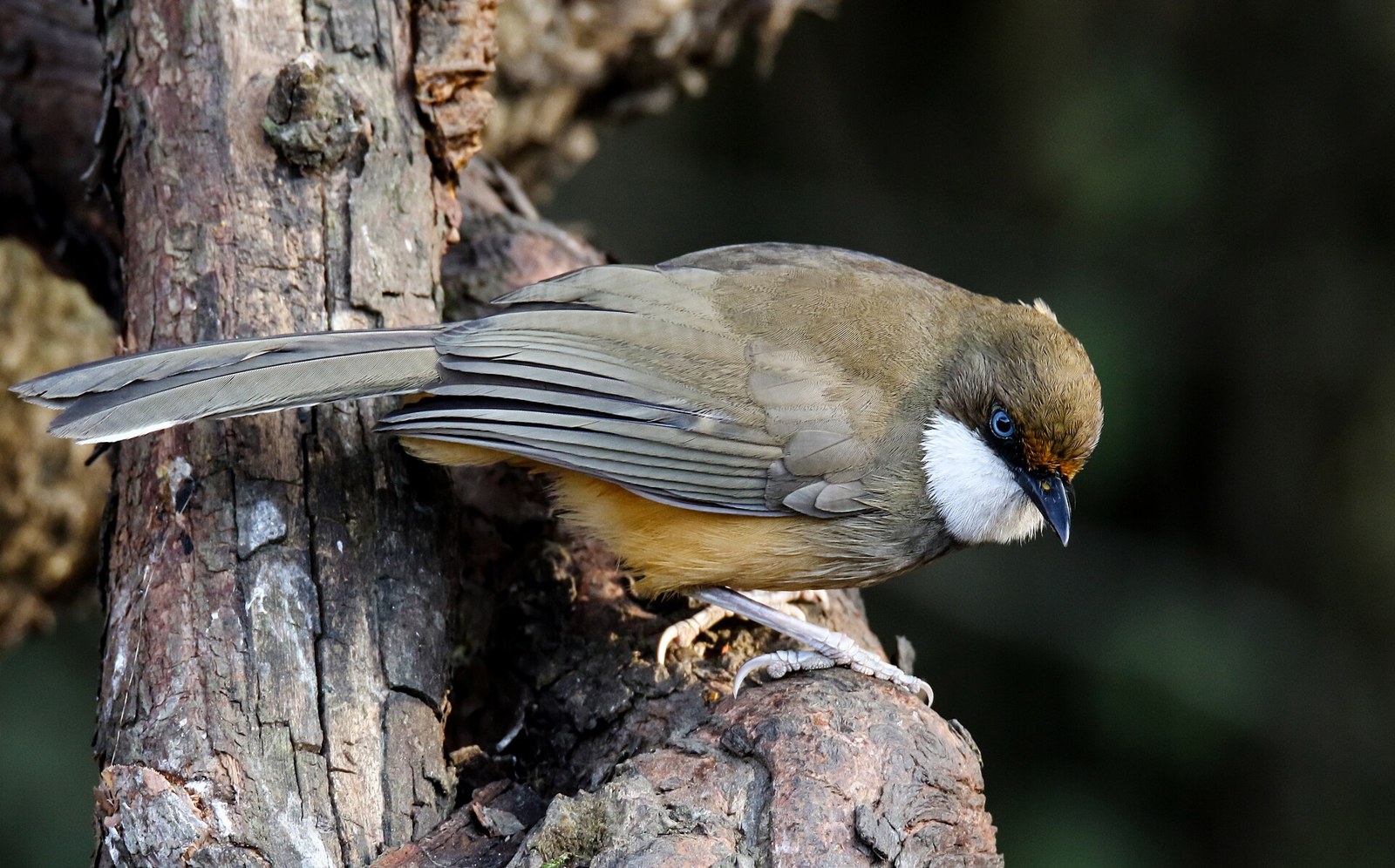 Timáliovec bielohrdlý (Pterorhinus albogularis)